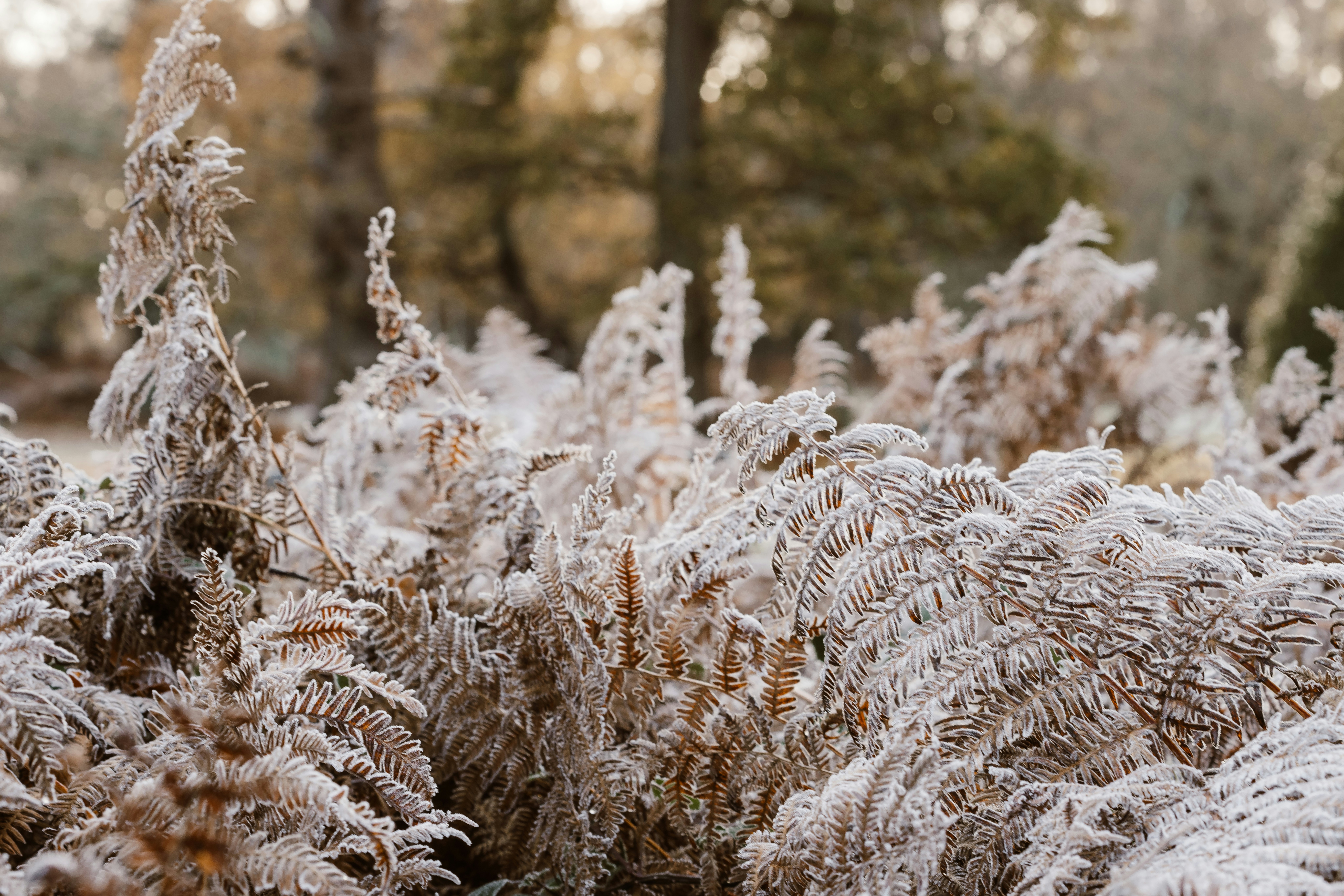 A bush covered in snow next to a forest