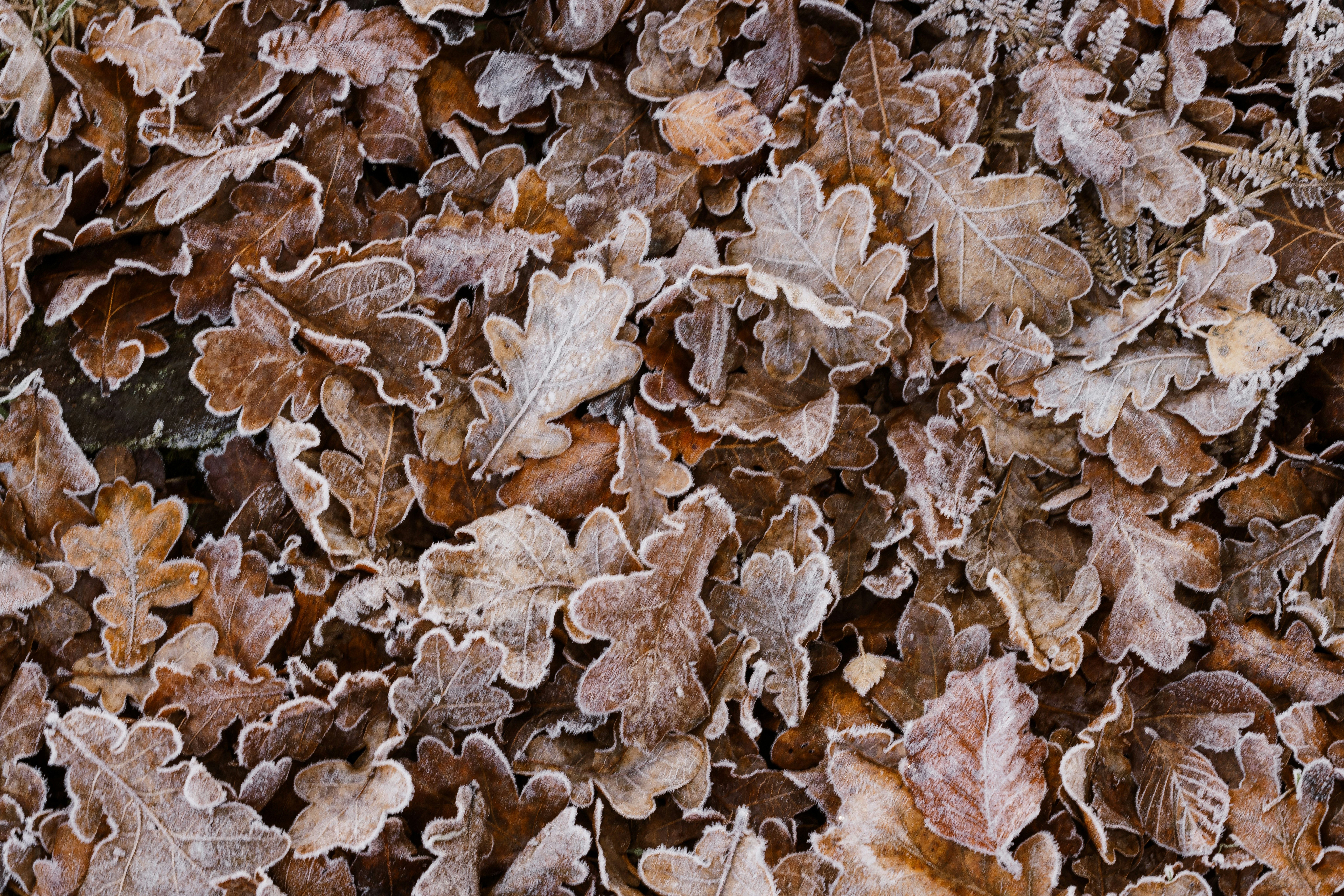 Photo by anniespratt