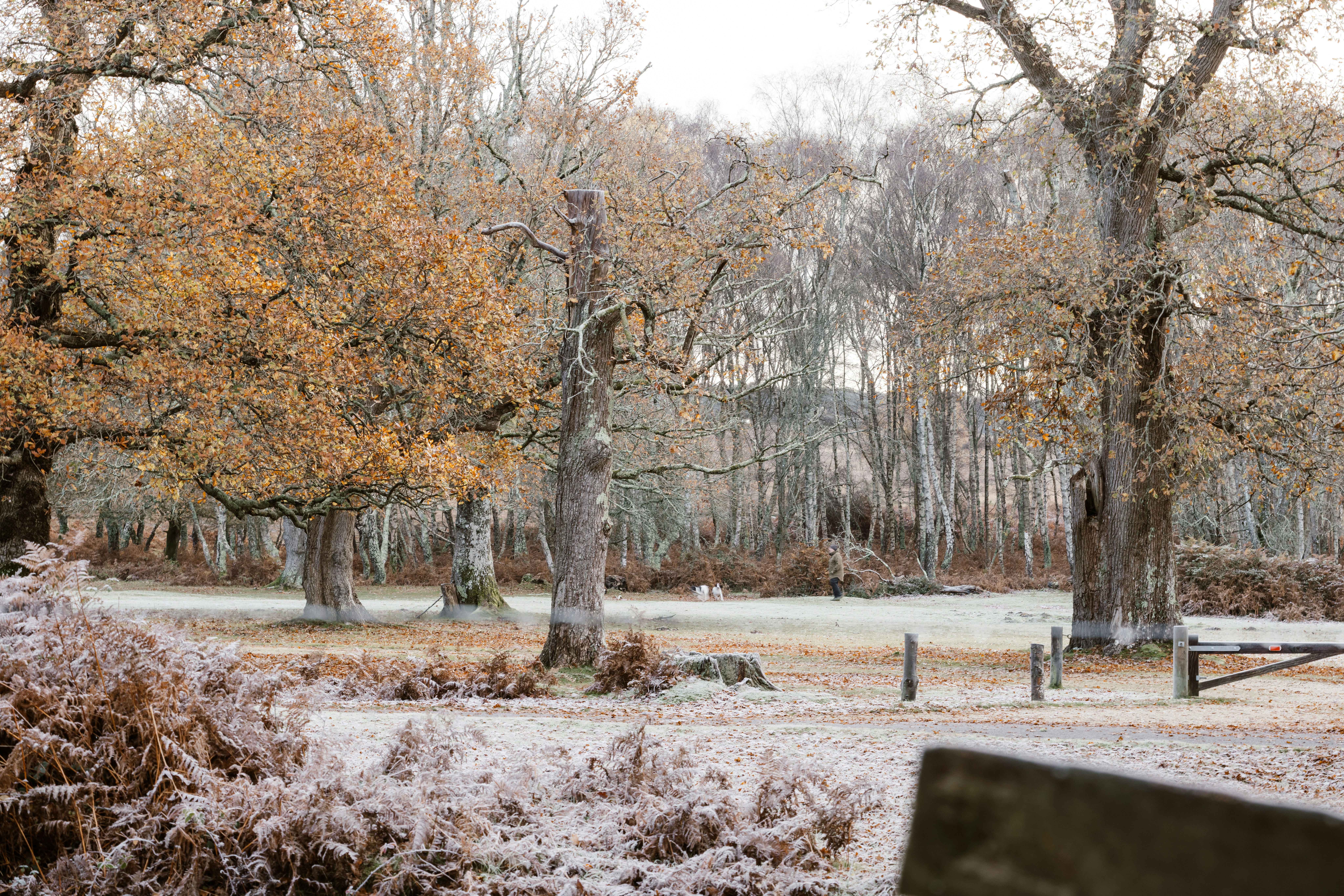 A park bench covered in snow next to trees photo – Free Forest Image on ...