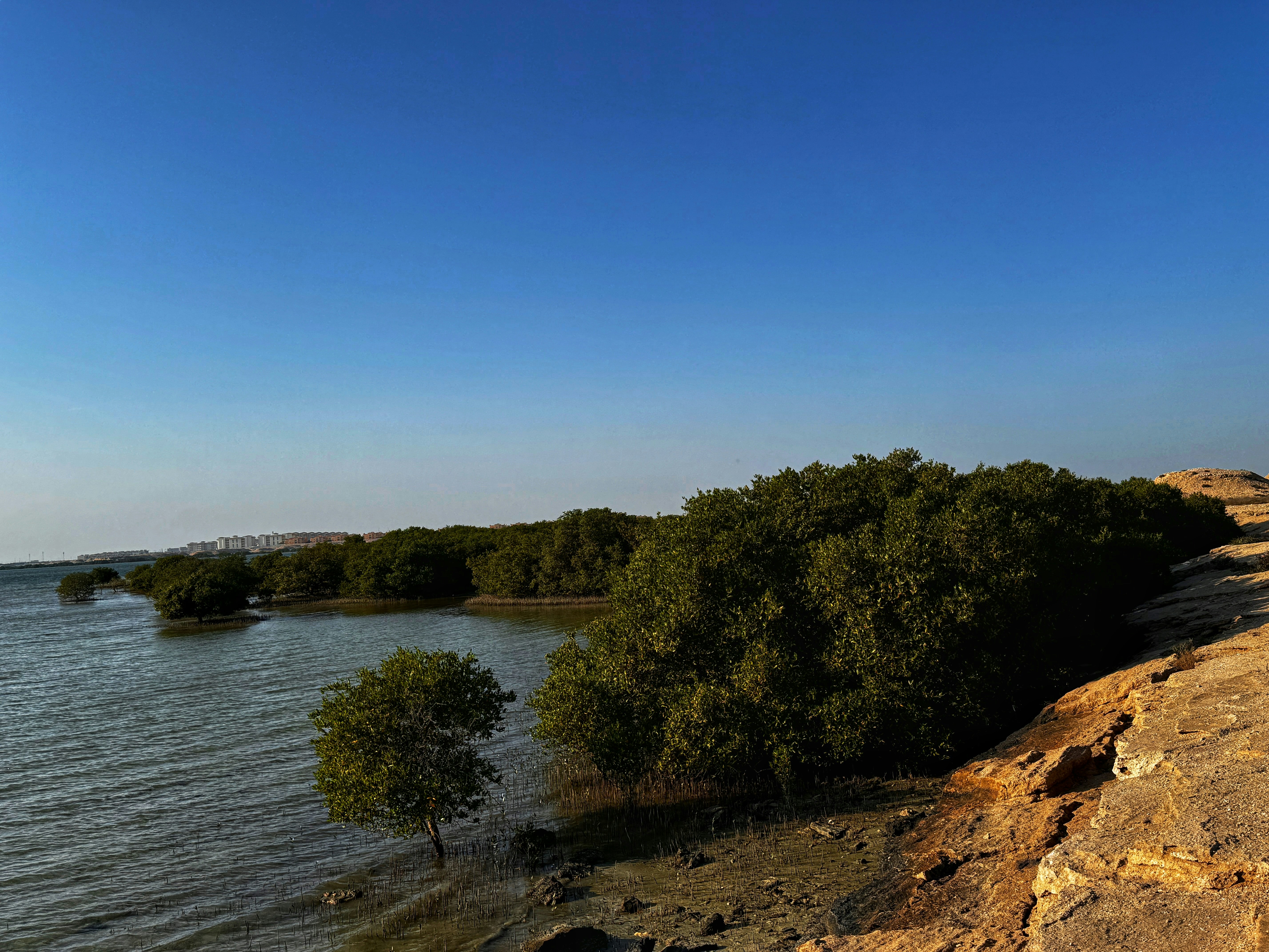 Devbag beach with lush green mangroves meeting the calm blue backwaters at sunrise