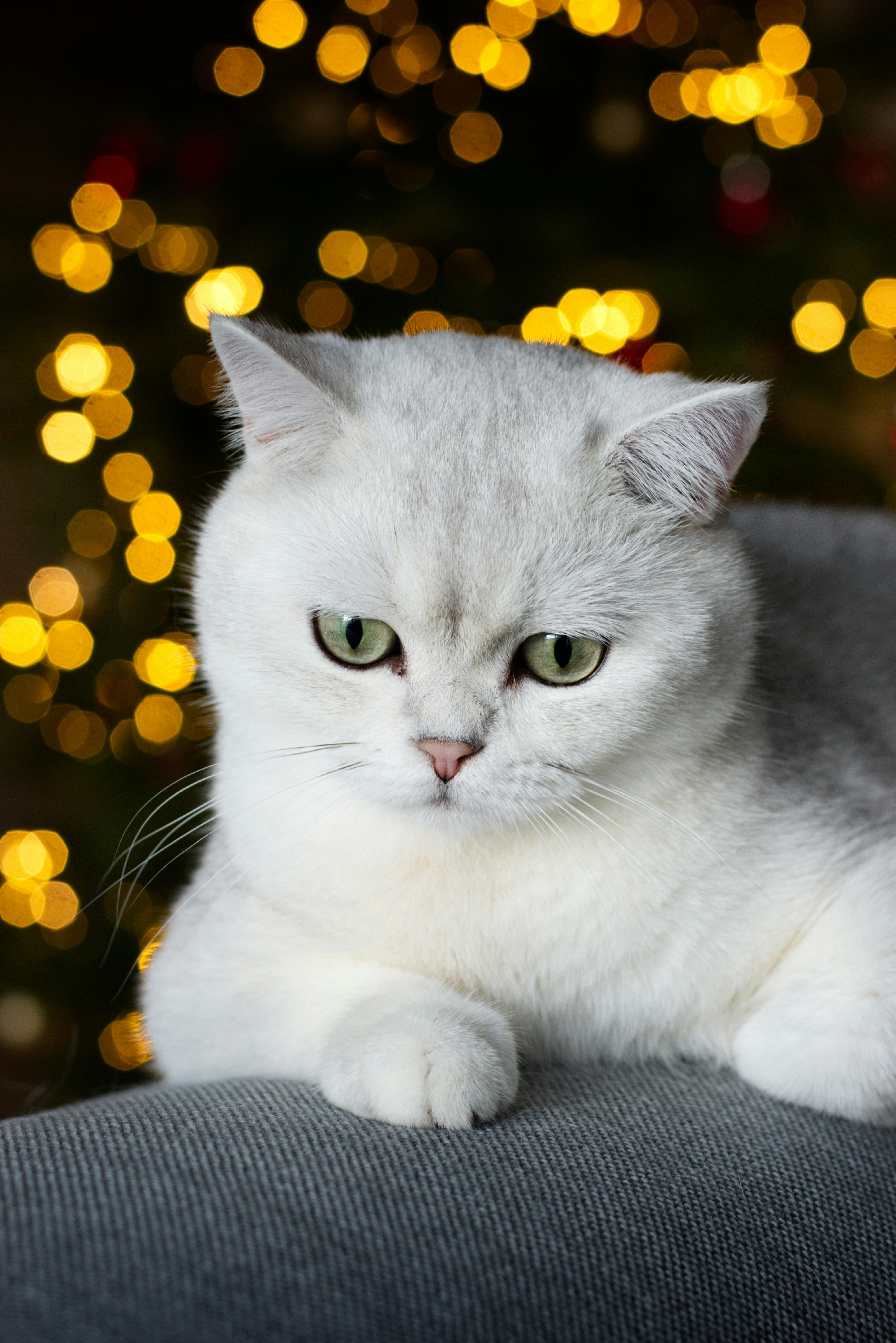 A white cat sitting on a couch in front of a christmas tree