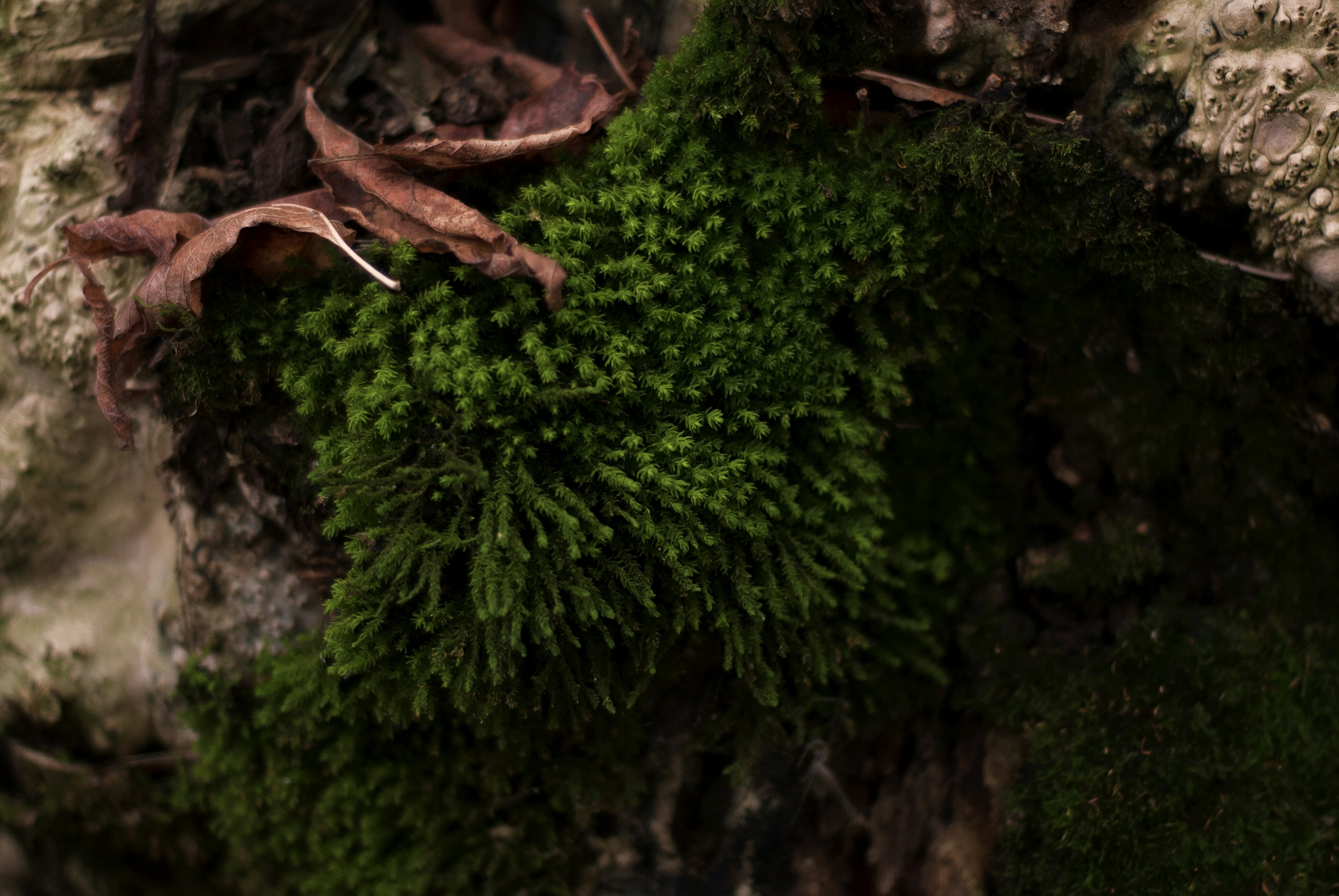 Photo by kovalskihelga