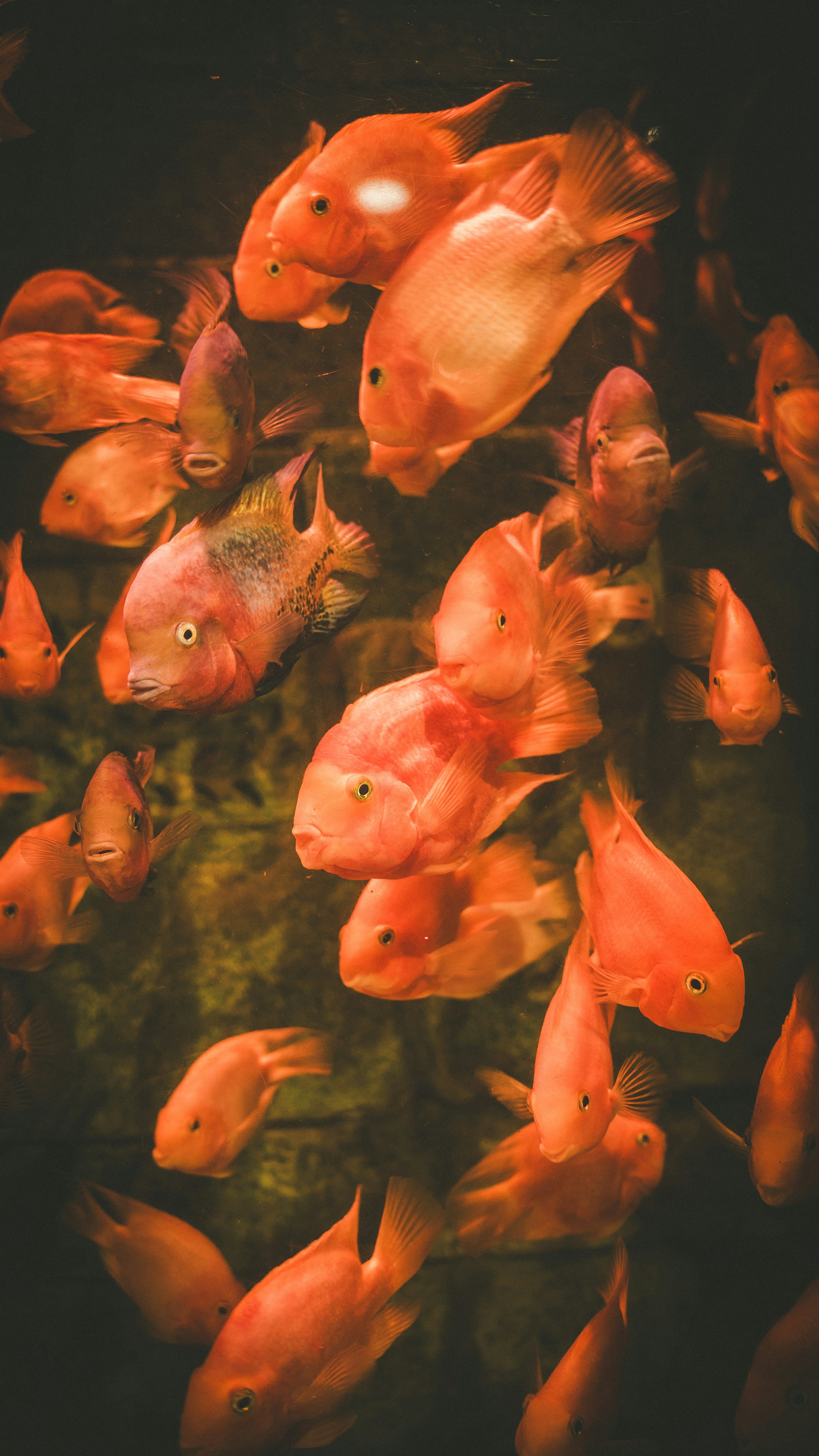 Photo by peek_a_boo_who