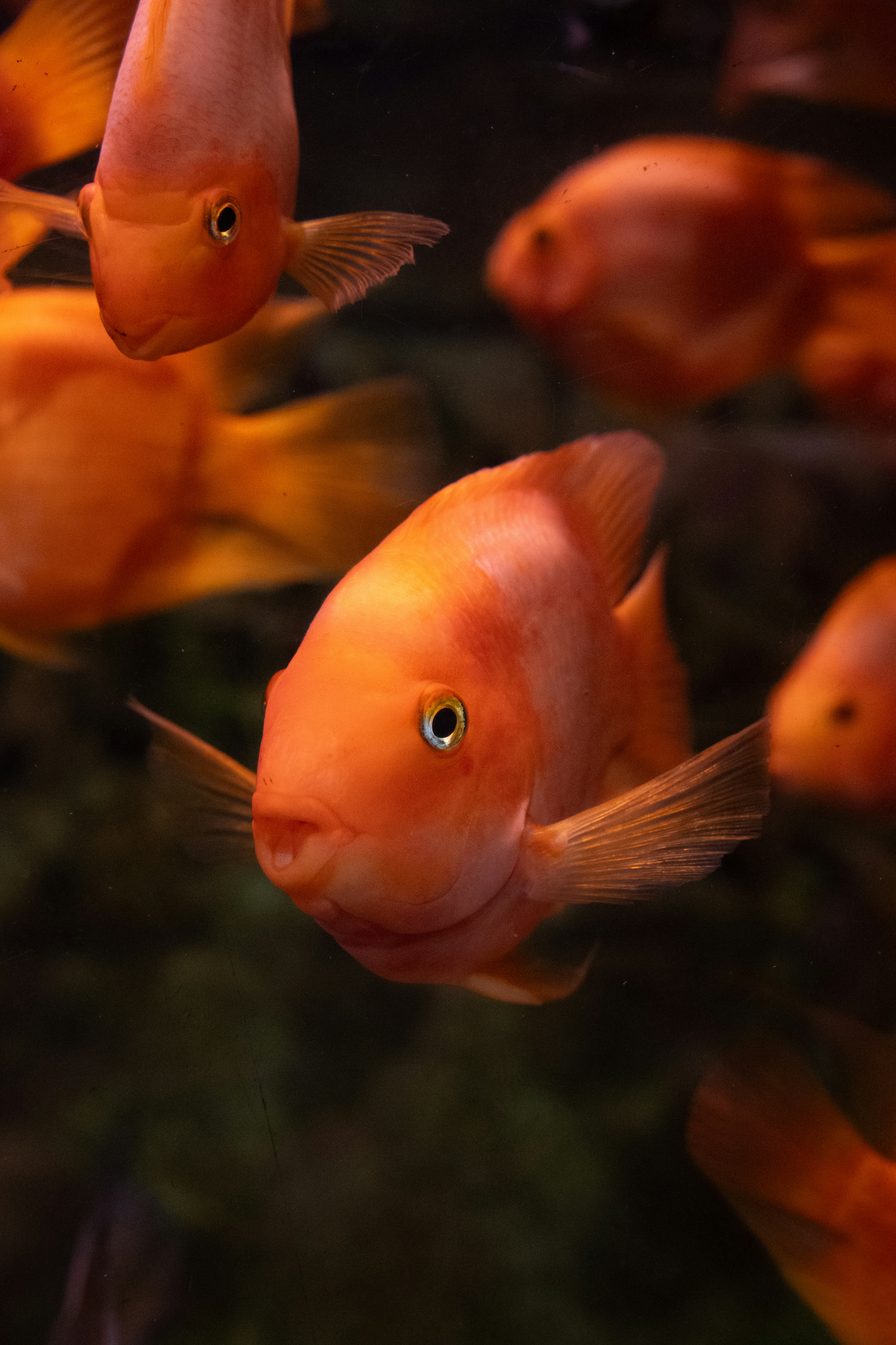 Photo by peek_a_boo_who