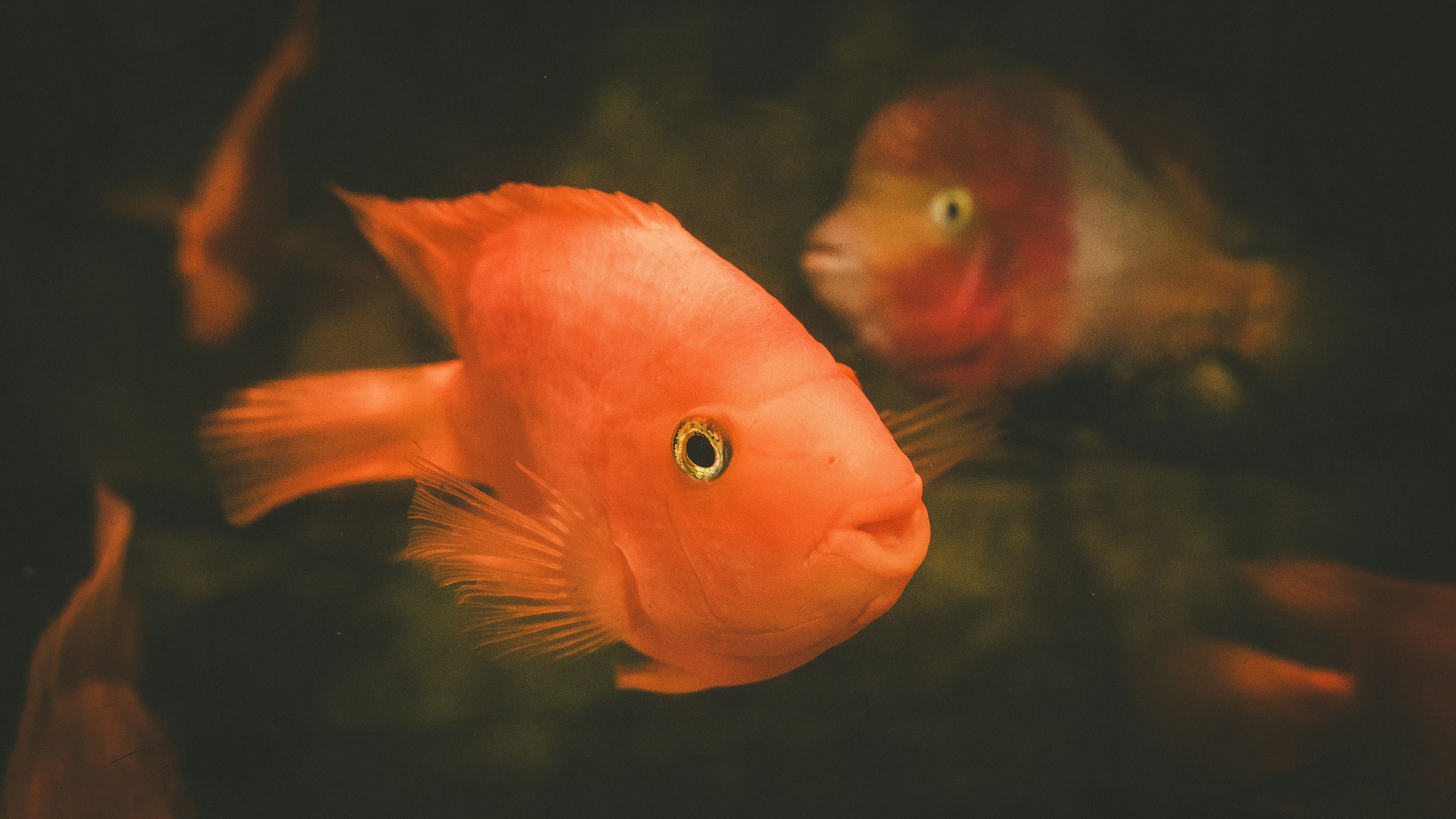 Photo by peek_a_boo_who