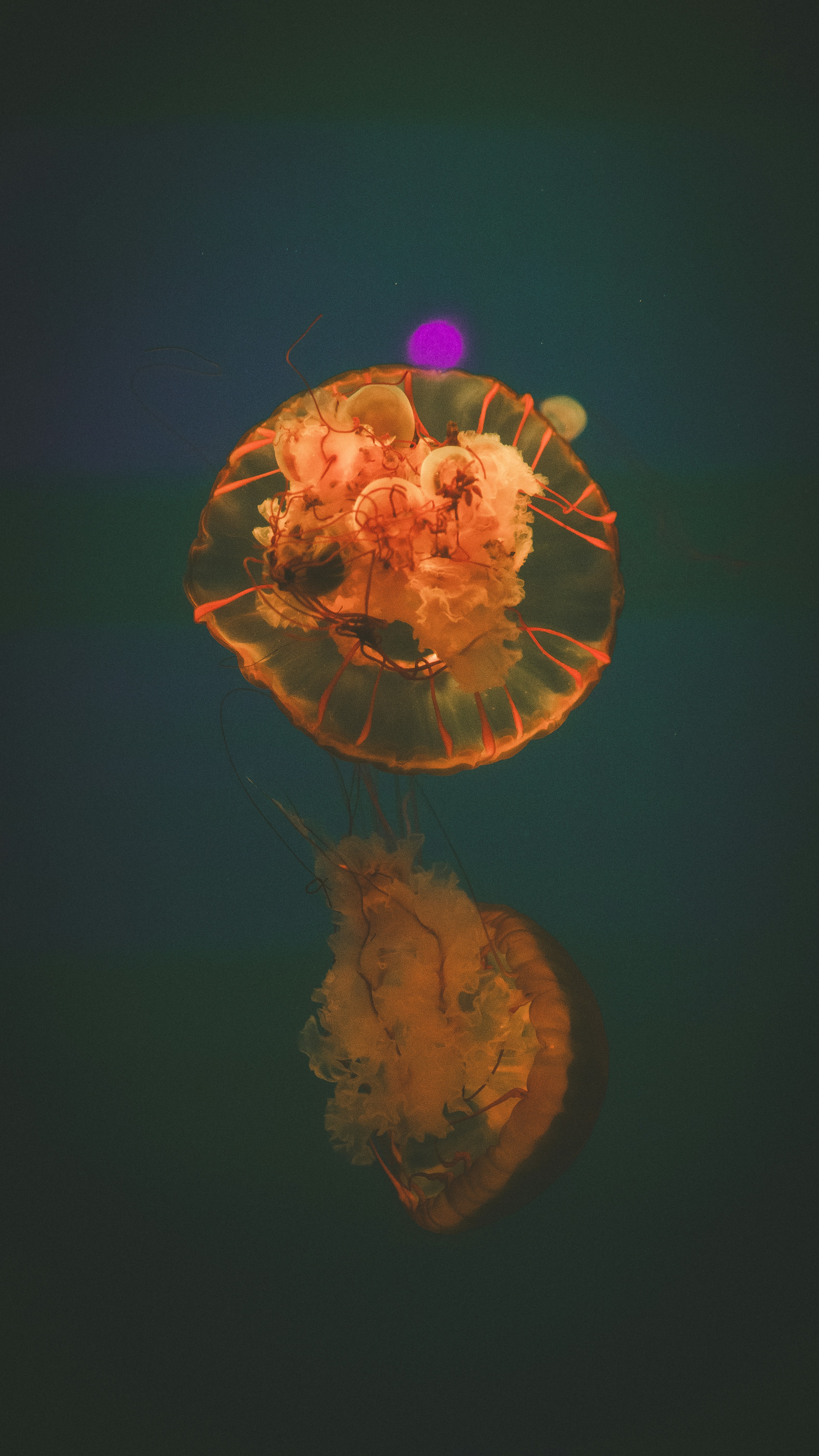 Photo by peek_a_boo_who