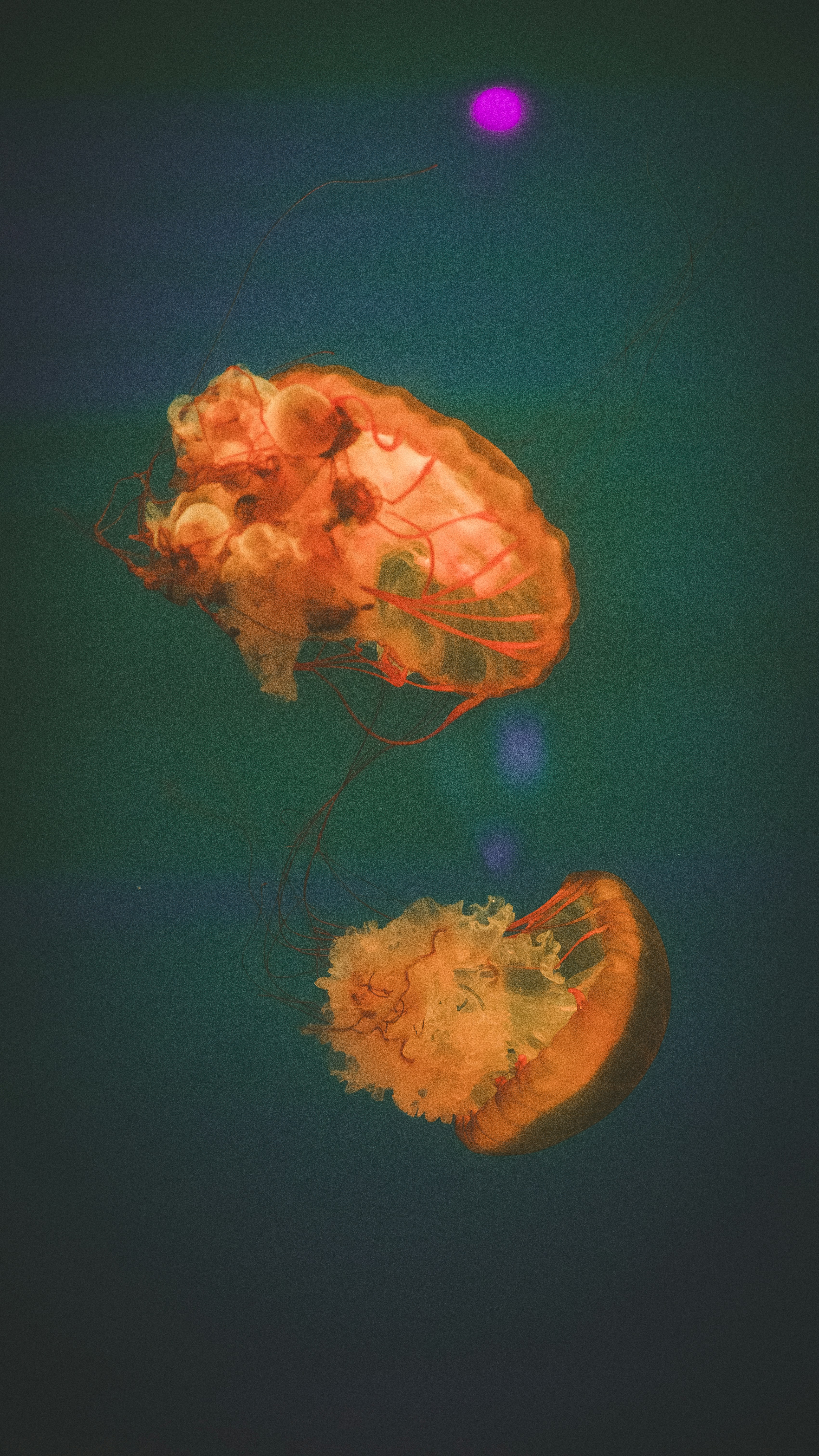 Photo by peek_a_boo_who