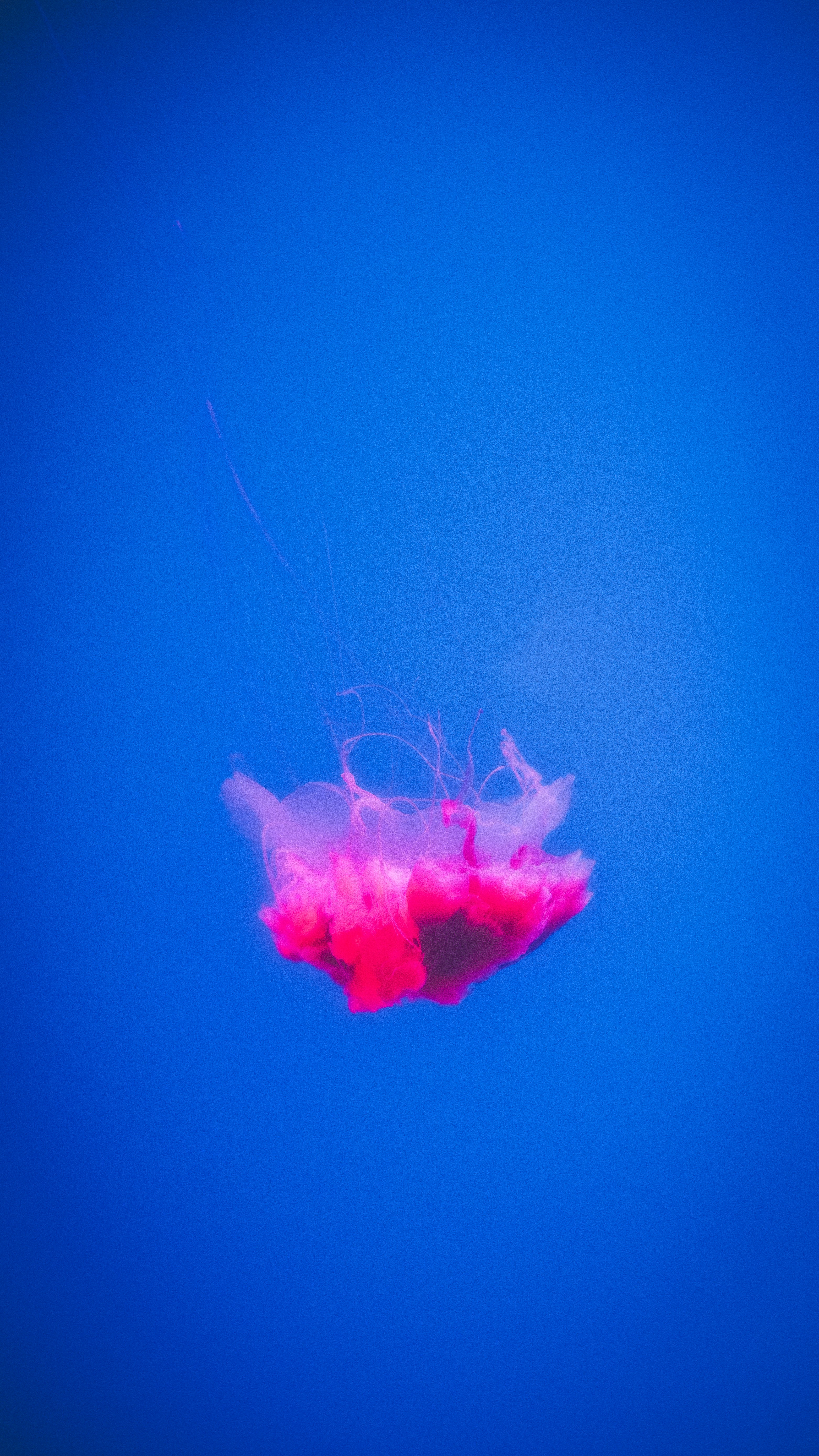 Photo by peek_a_boo_who