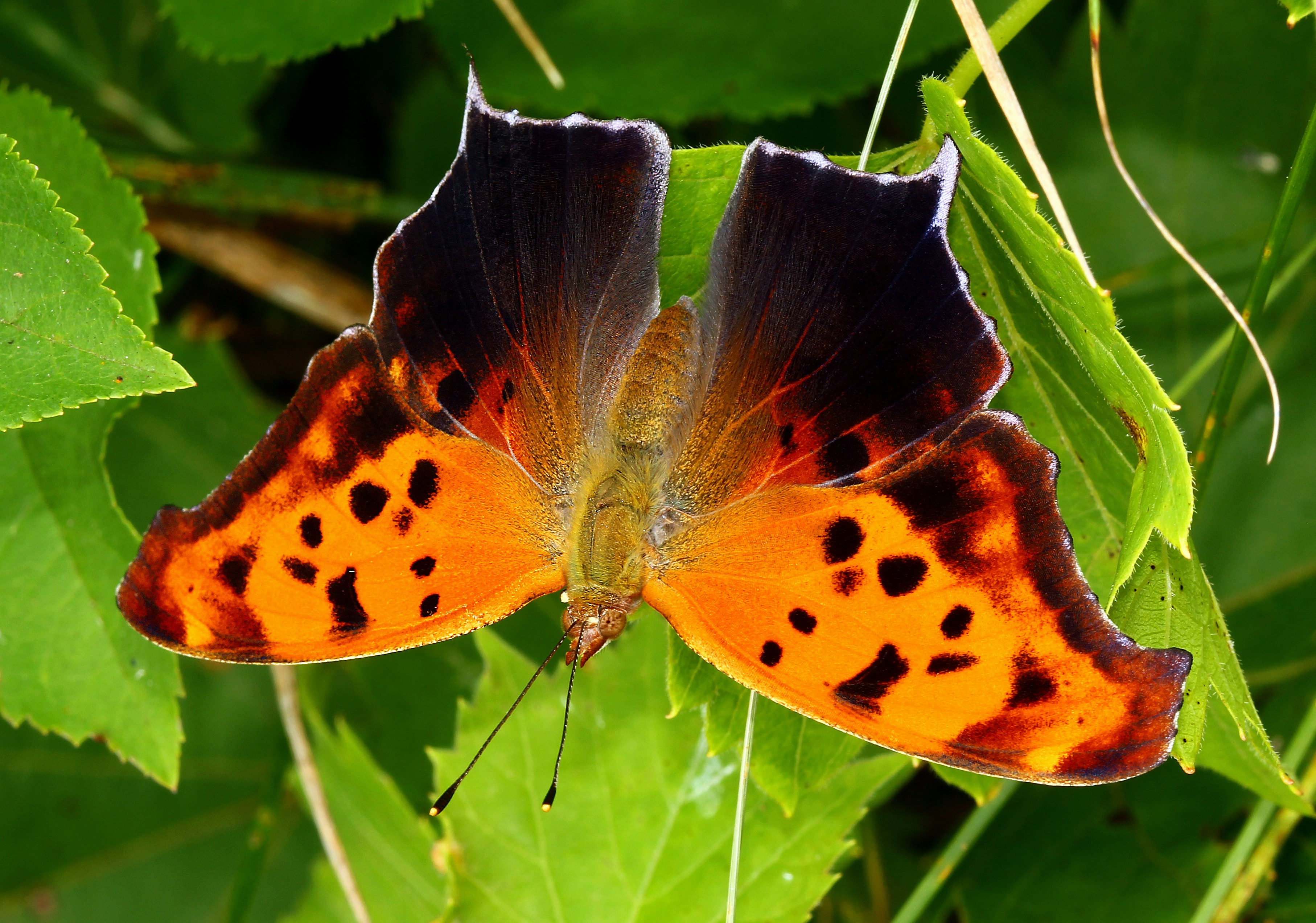 Photo by telliottmbamsc