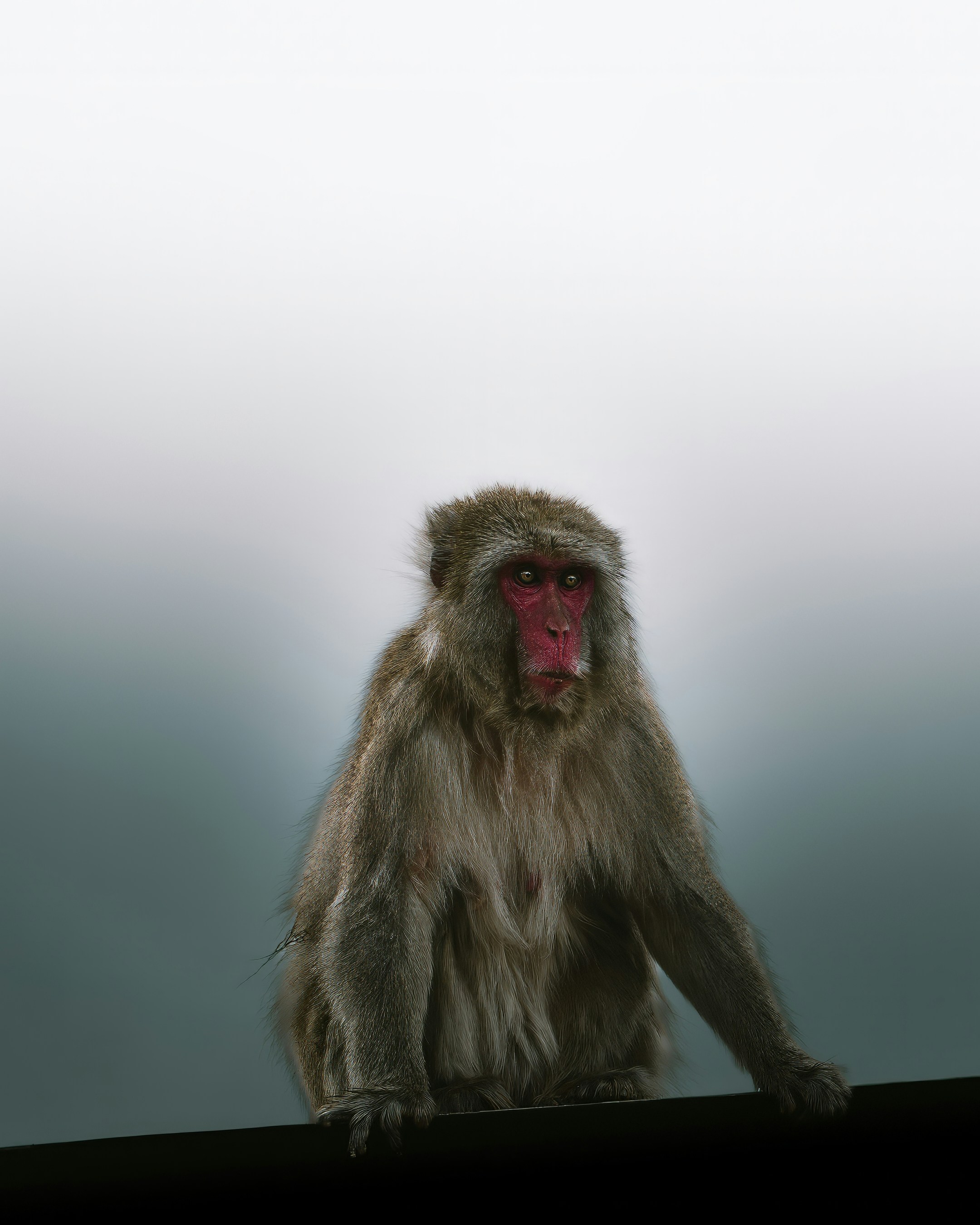 A monkey sitting on top of a wooden table