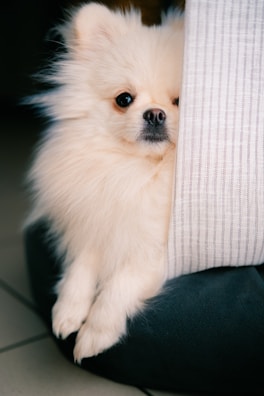 A small white dog sitting on top of a pillow