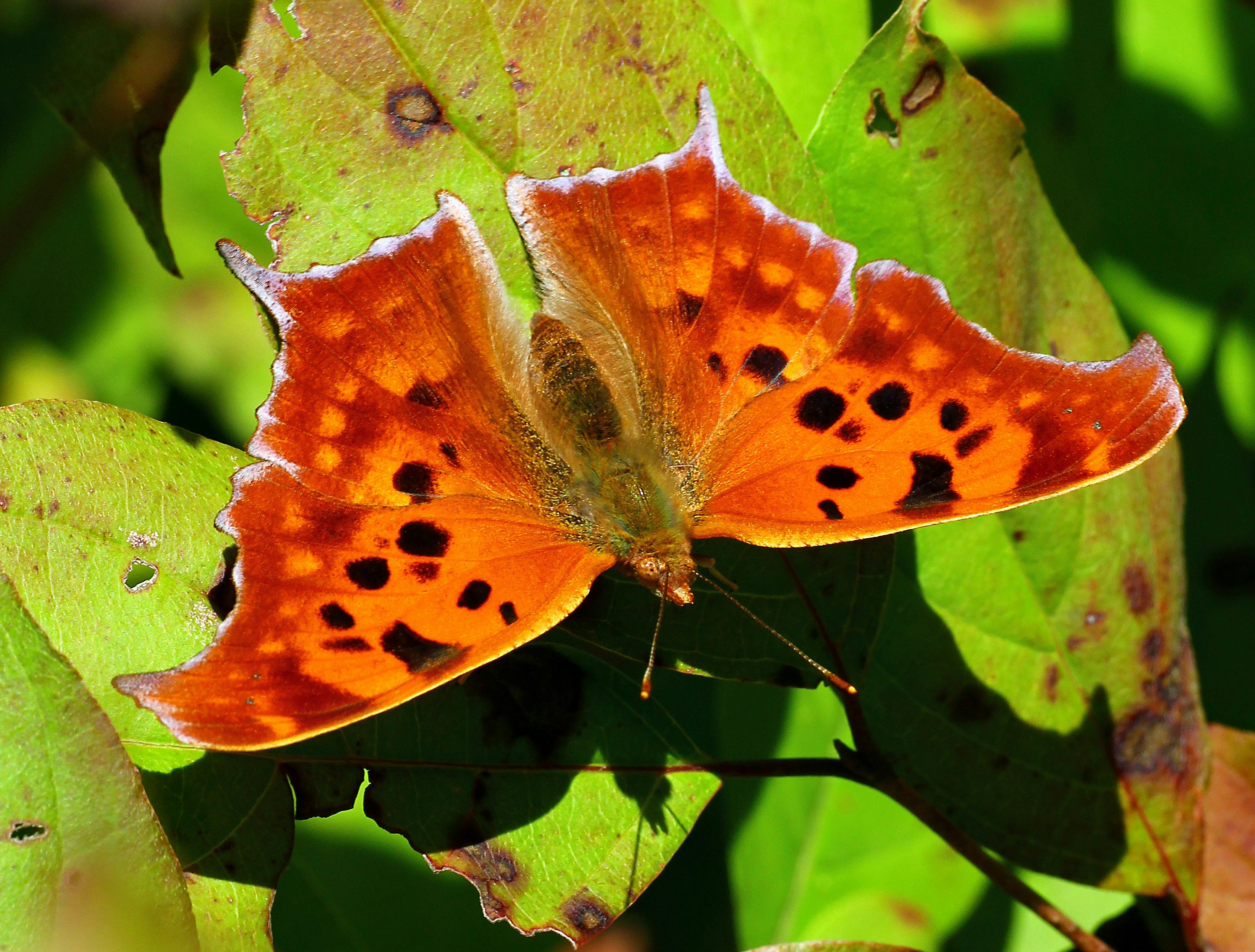 Photo by telliottmbamsc