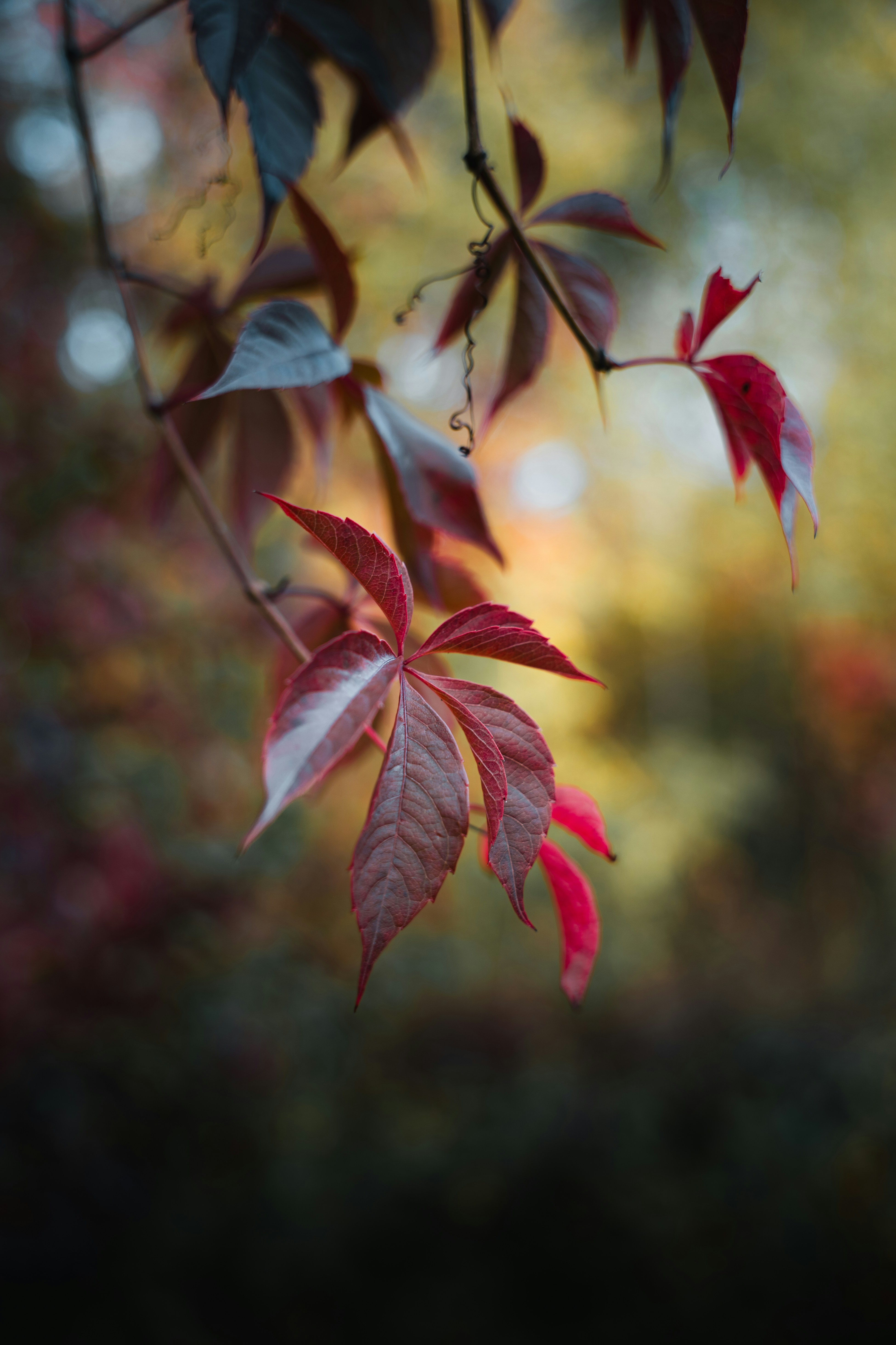 Photo by auchynnikau