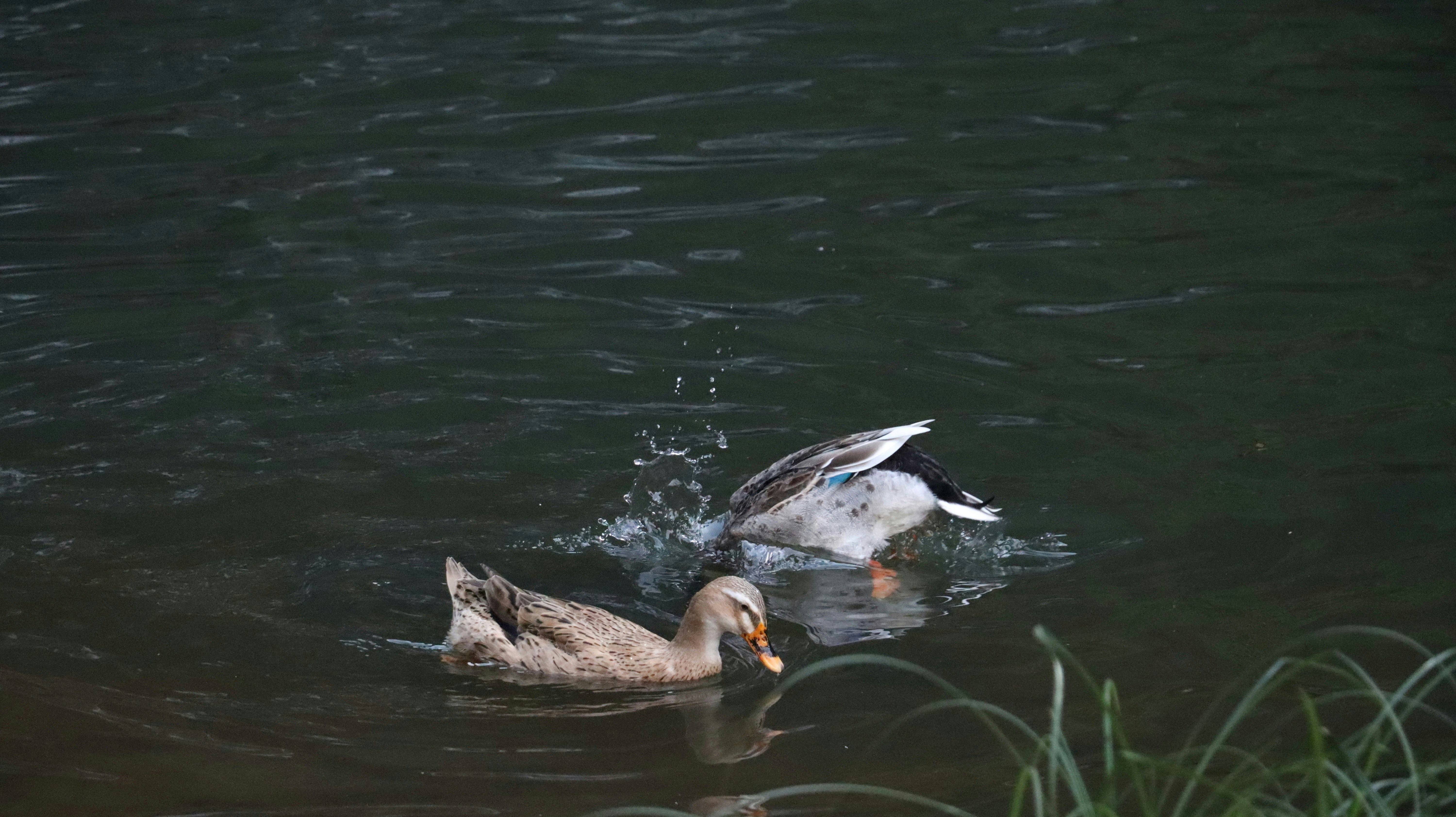 Photo by aditya_sethia_97