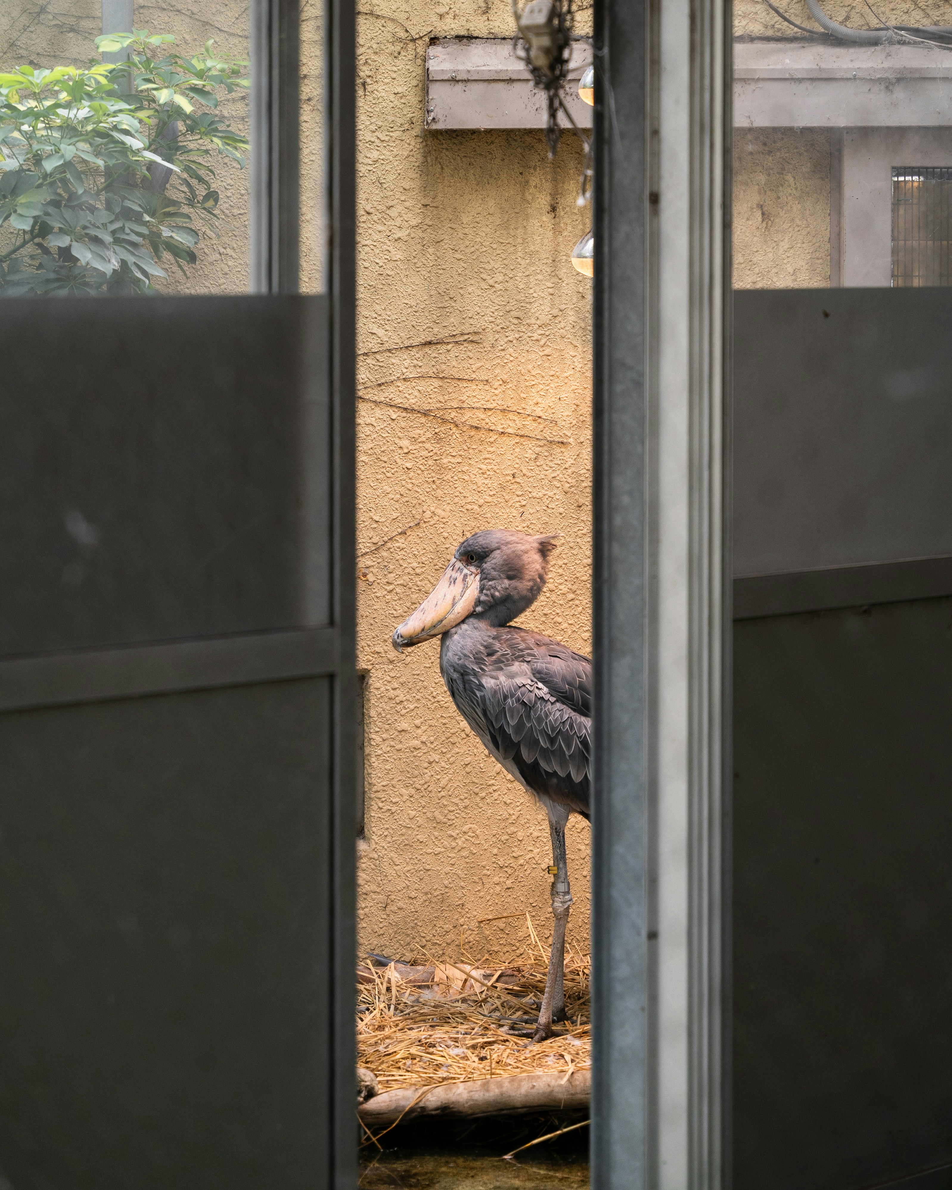 Un grande uccello in piedi in cima a un mucchio di fieno
