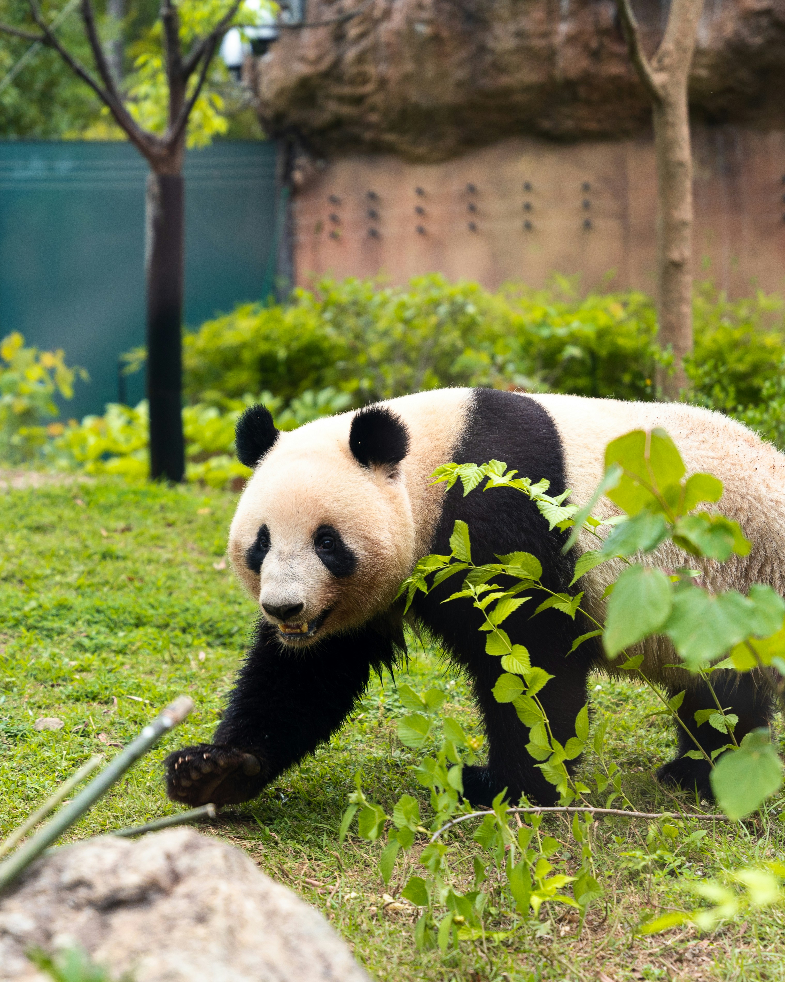 Un orso panda che cammina in un campo verde lussureggiante