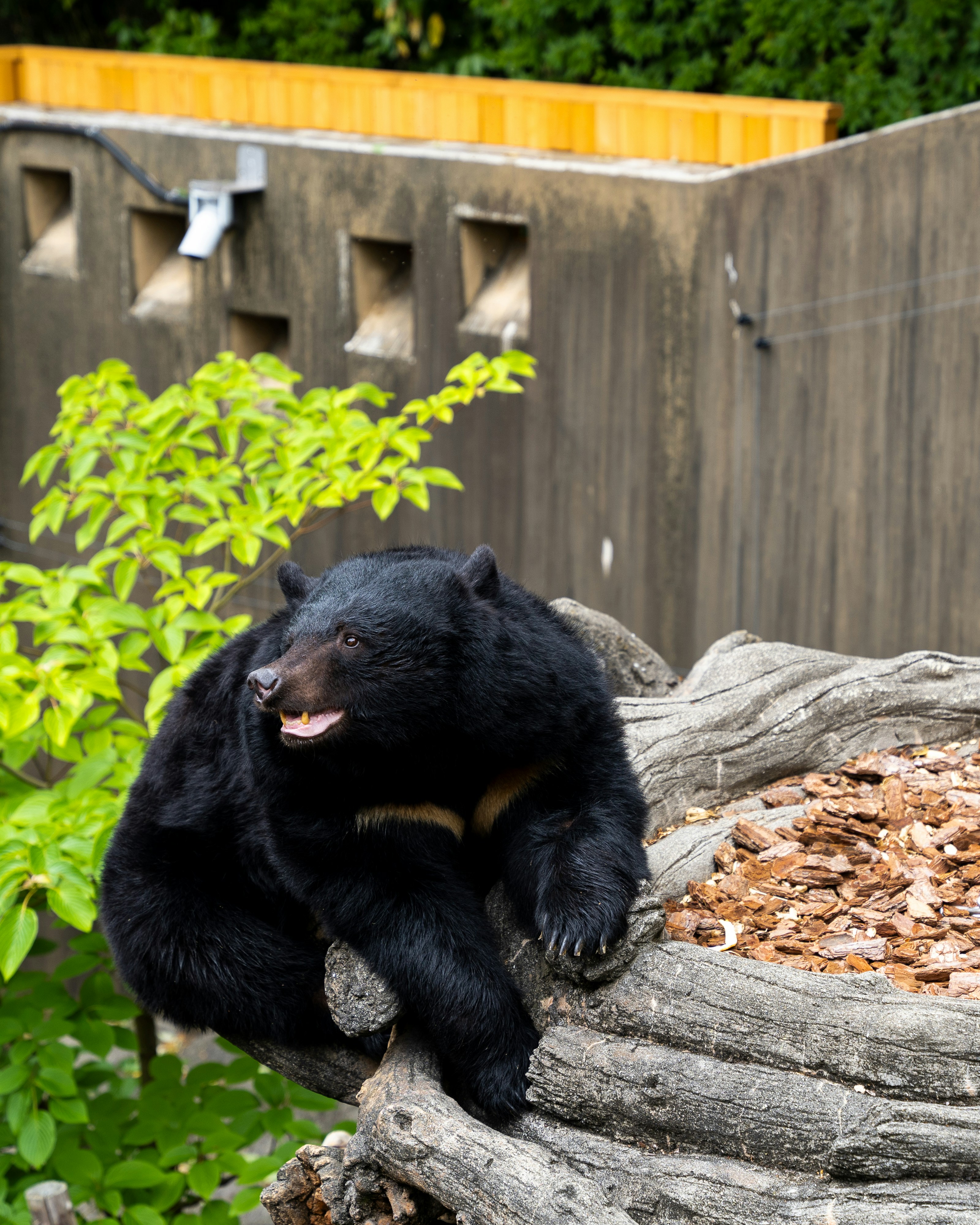 Un orso nero seduto in cima a un ramo di un albero