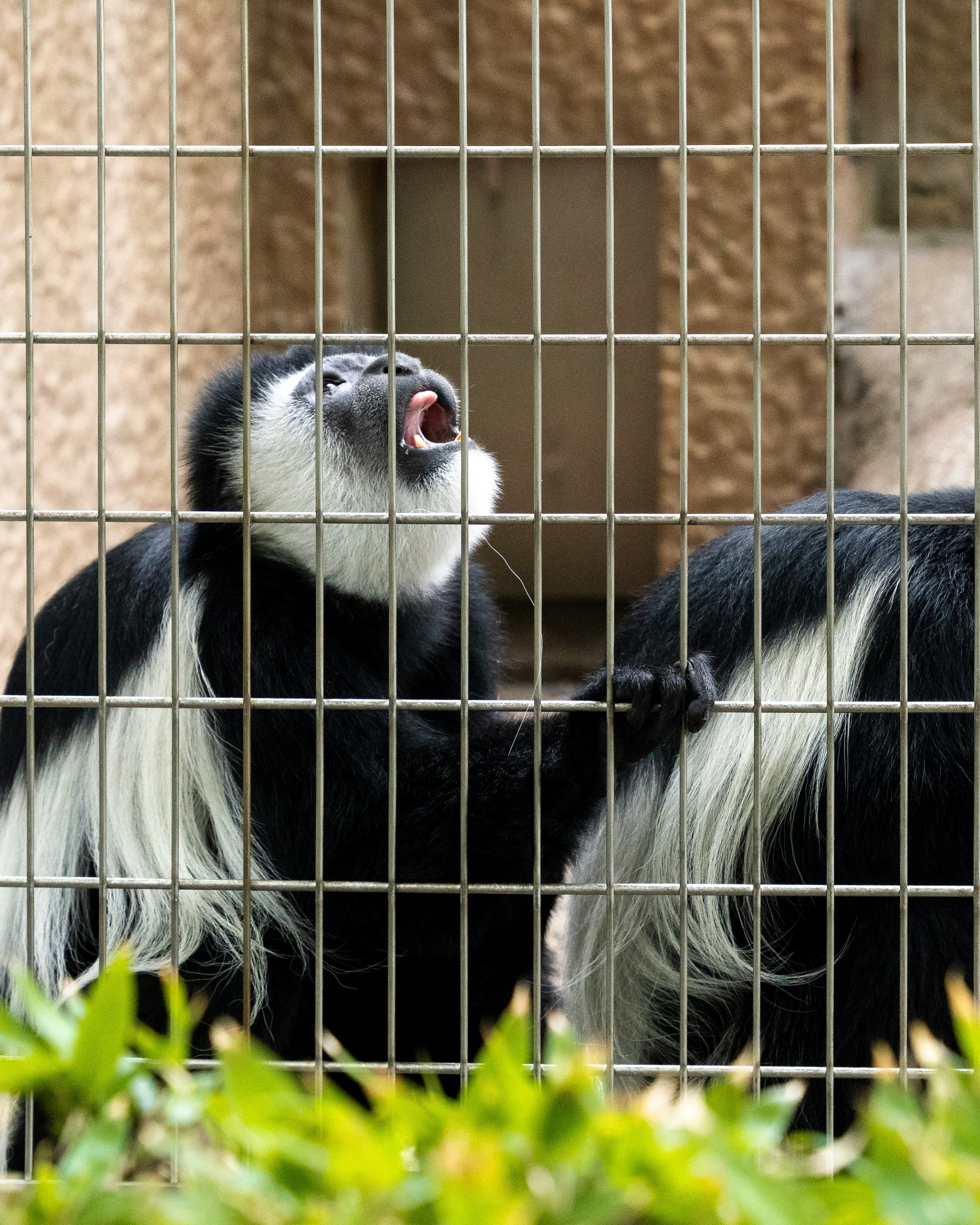 Un animale in bianco e nero in gabbia con la bocca aperta
