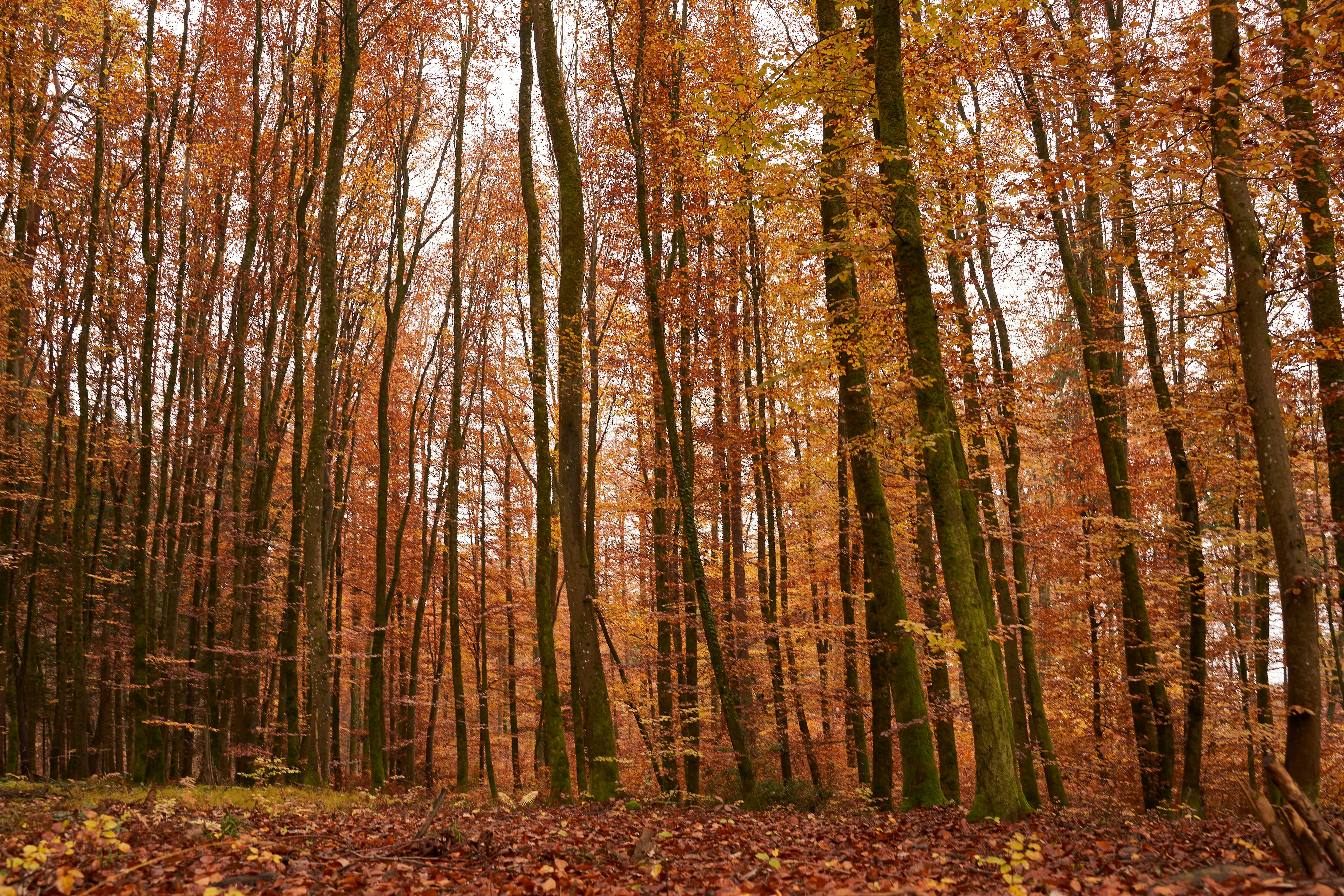 Photo by wolfgang_hasselmann