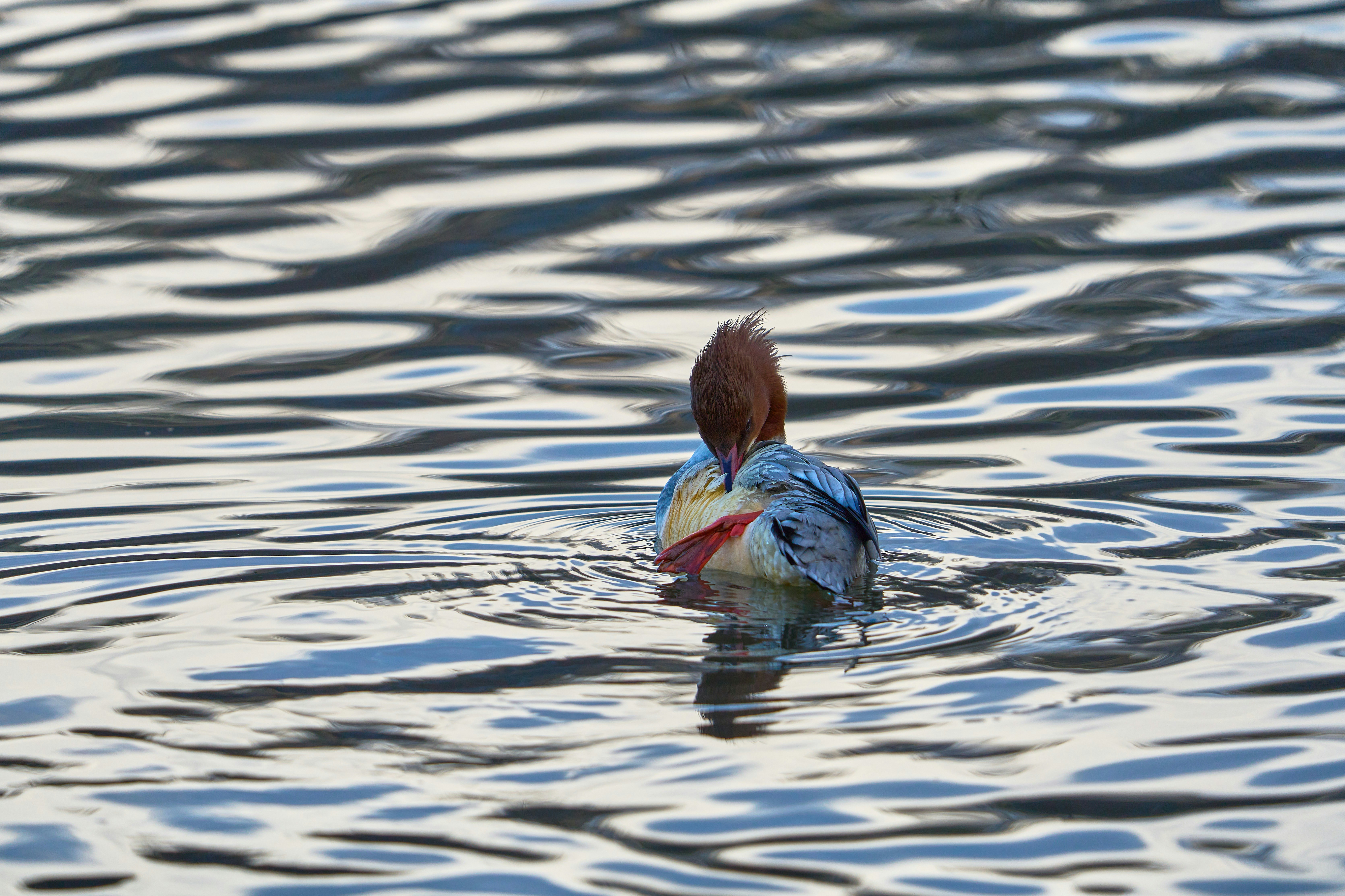 Photo by wolfgang_hasselmann