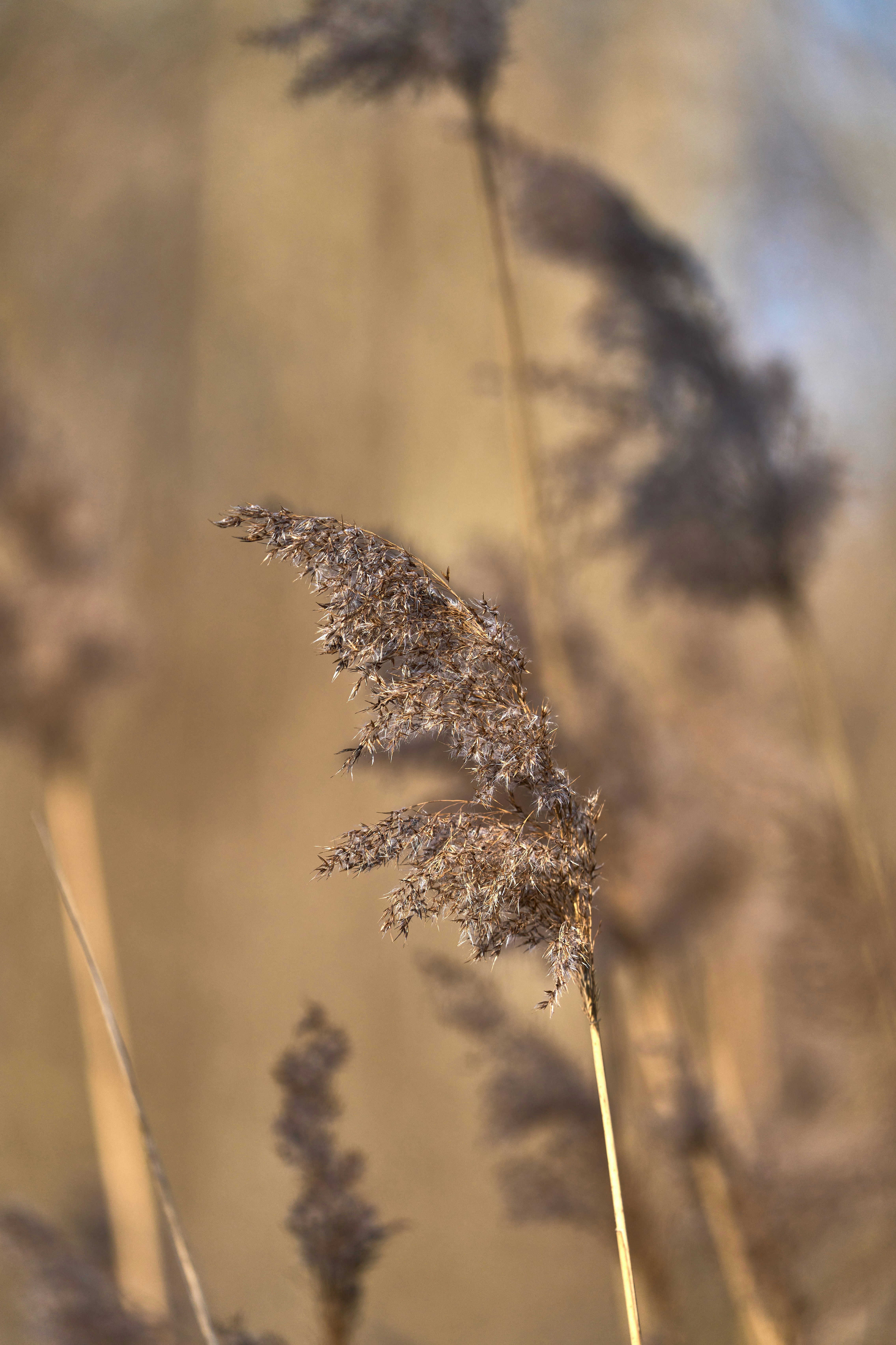 Photo by wolfgang_hasselmann