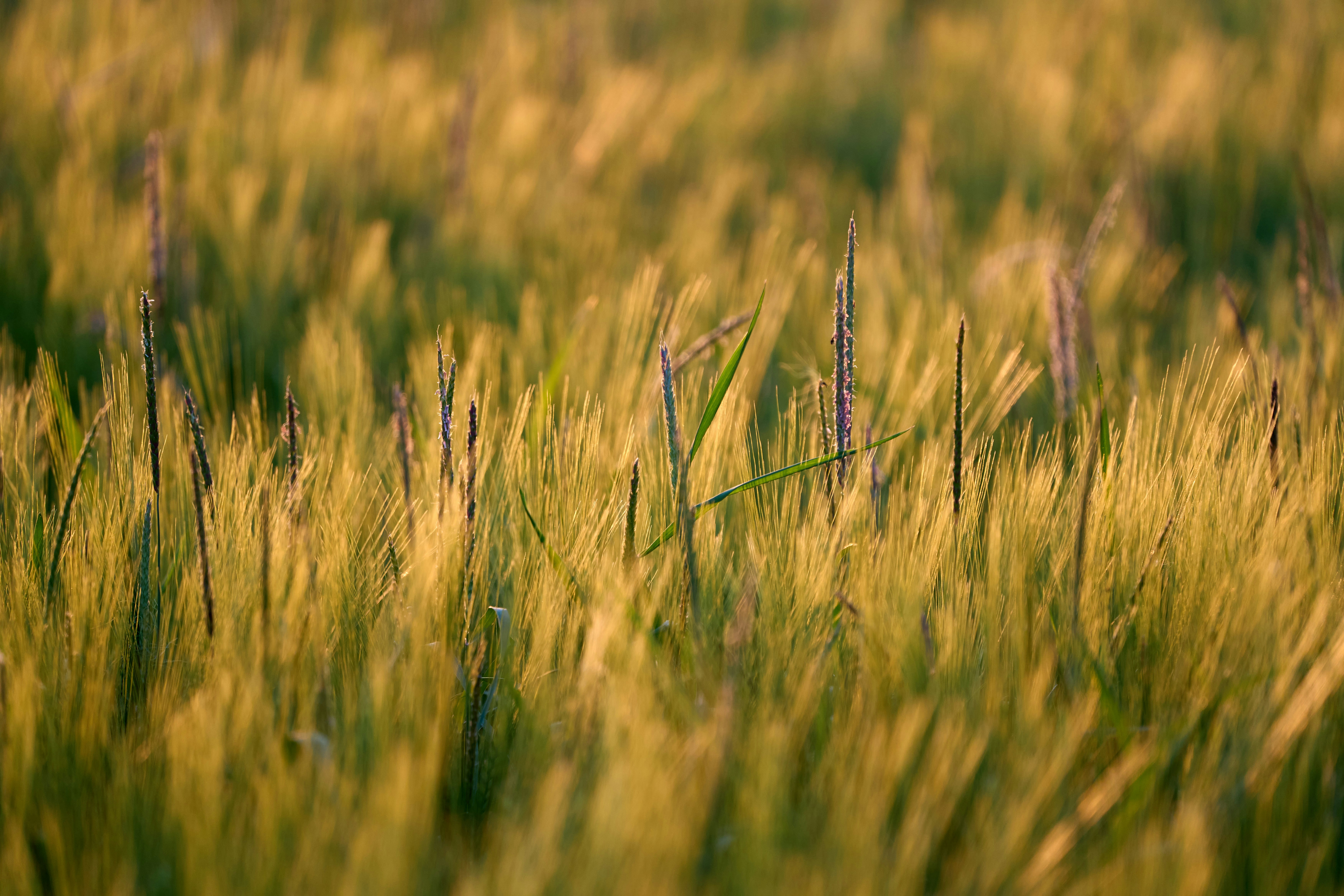 Photo by wolfgang_hasselmann