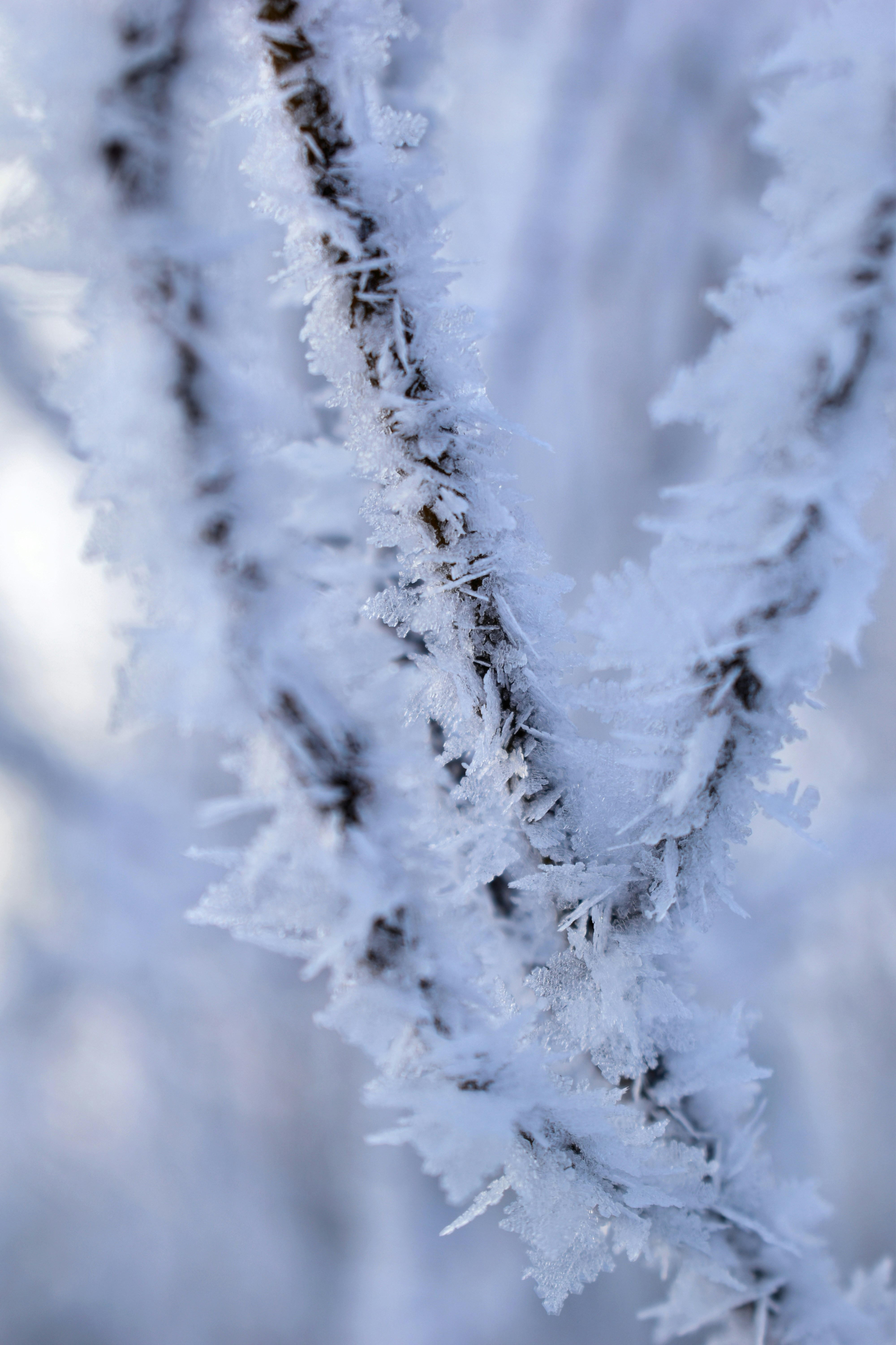 A close up of a plant with snow on it
