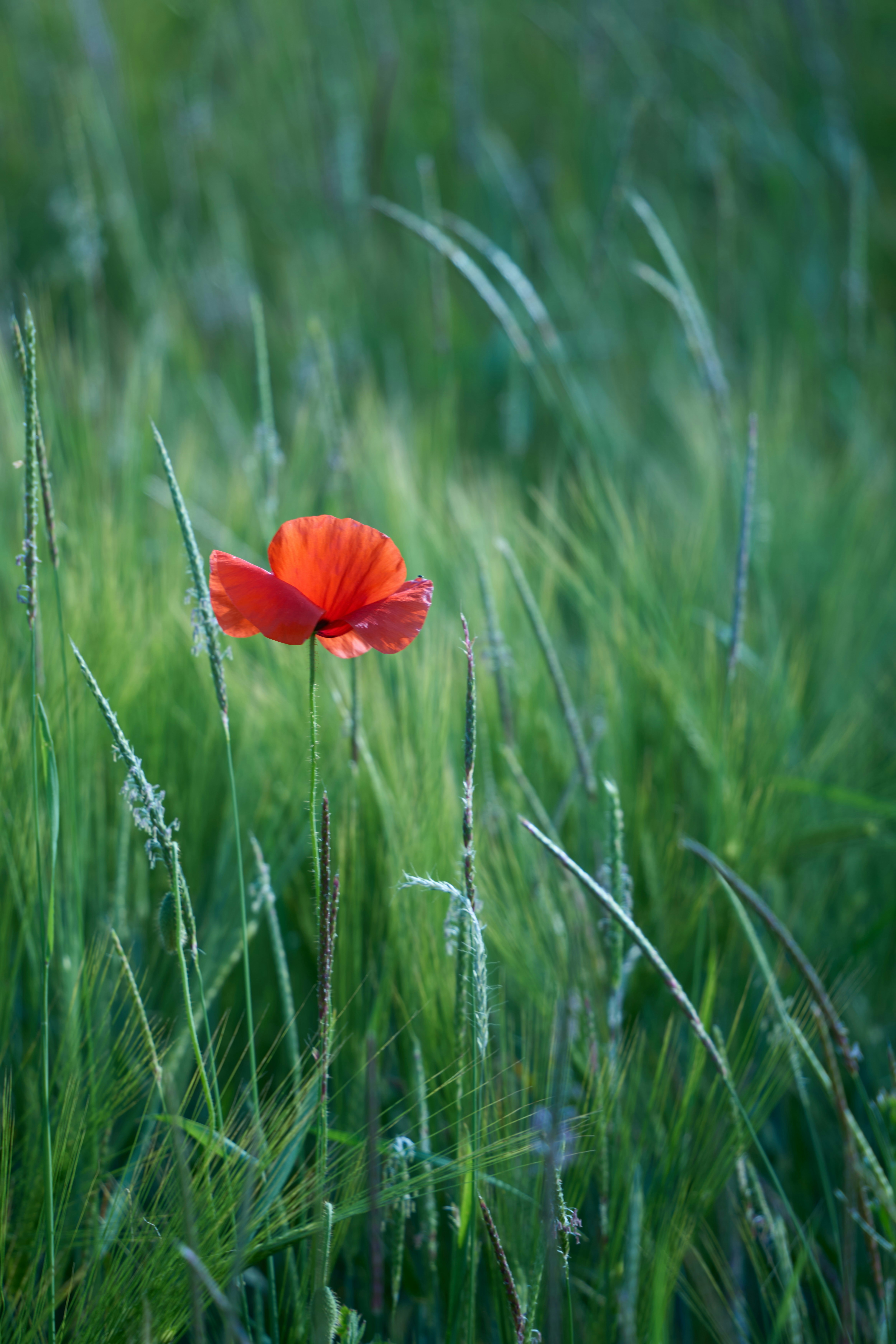 Photo by wolfgang_hasselmann