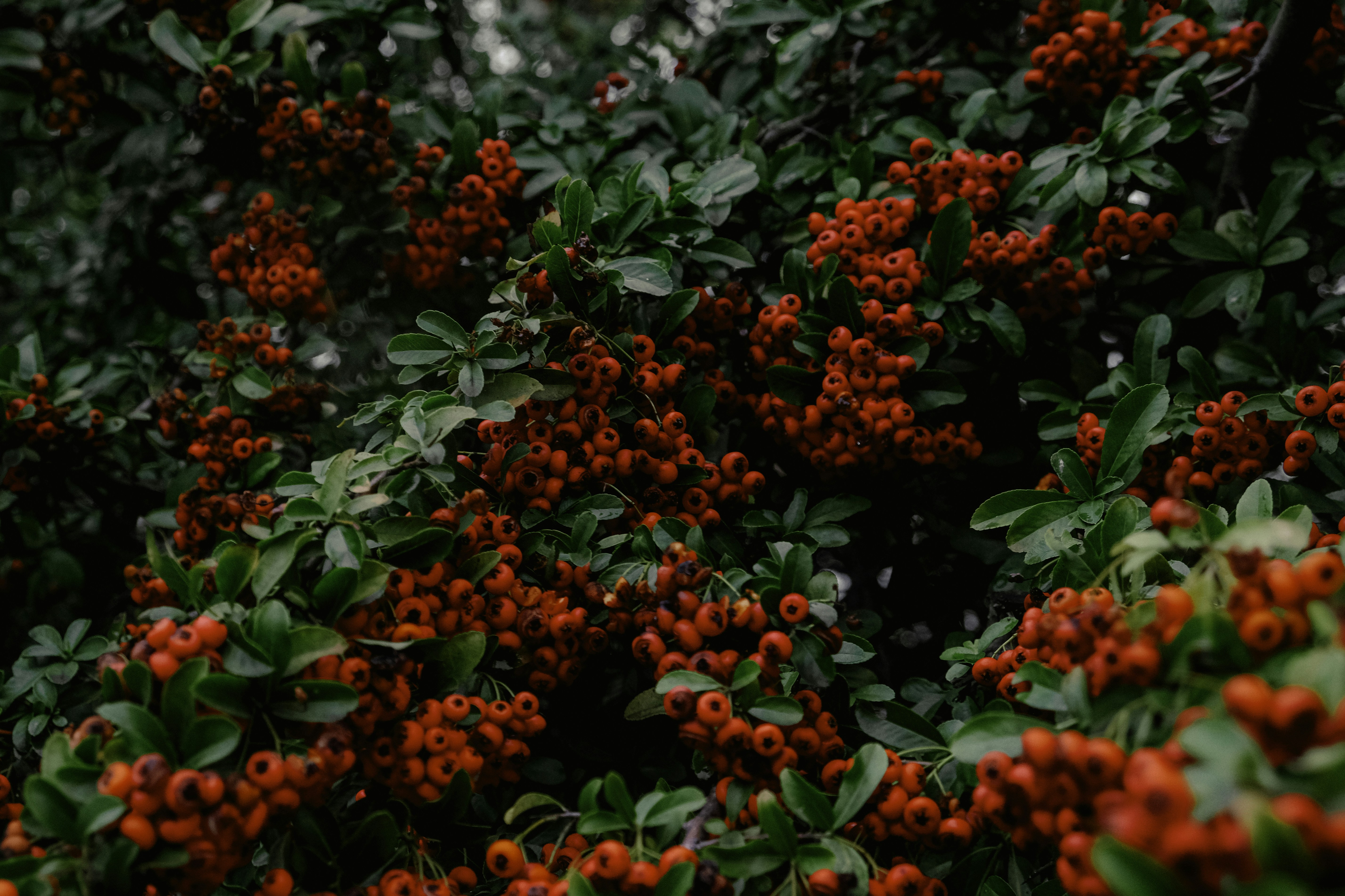 Photo by marishphoto