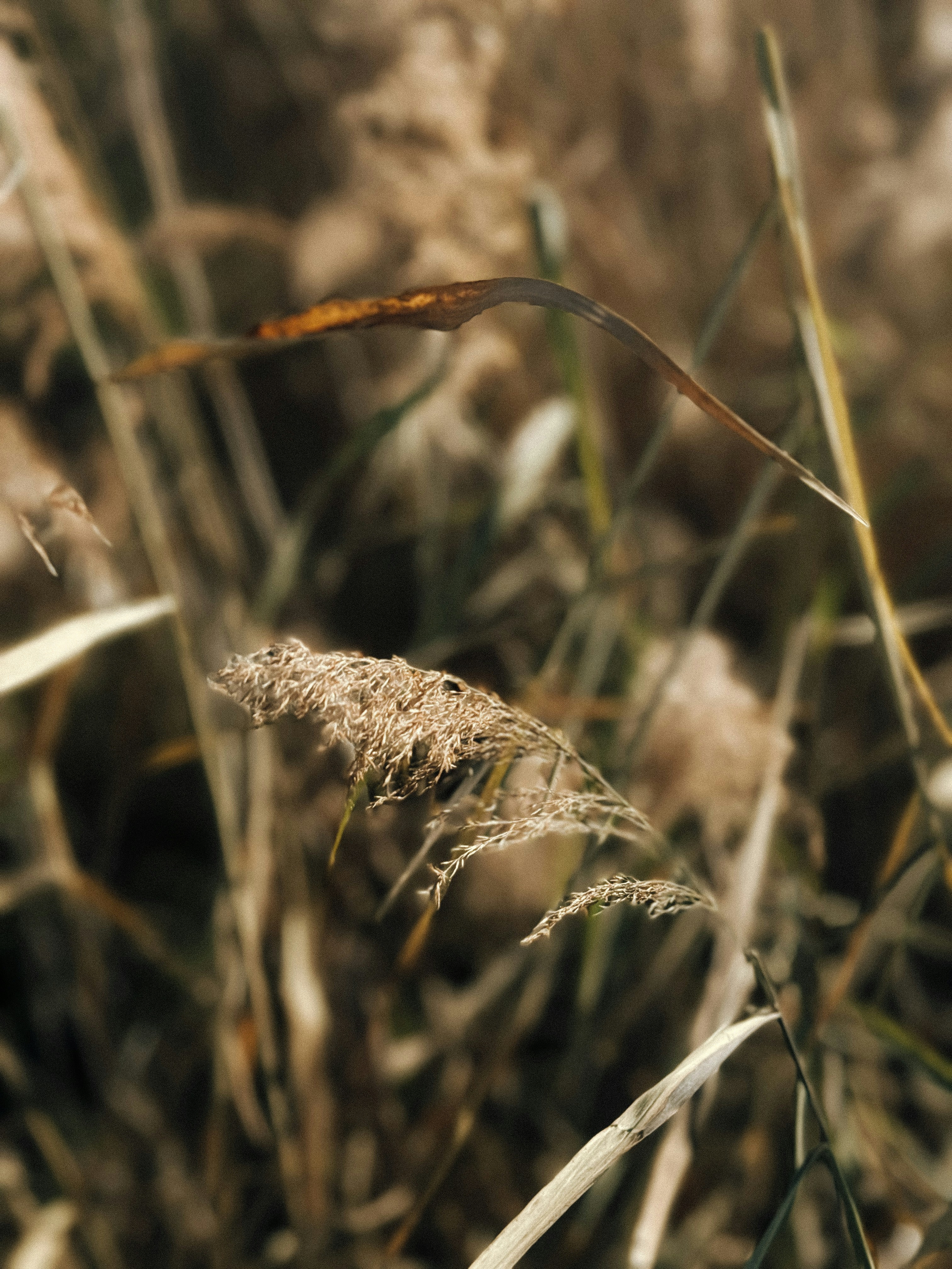 A close up of a plant in a field