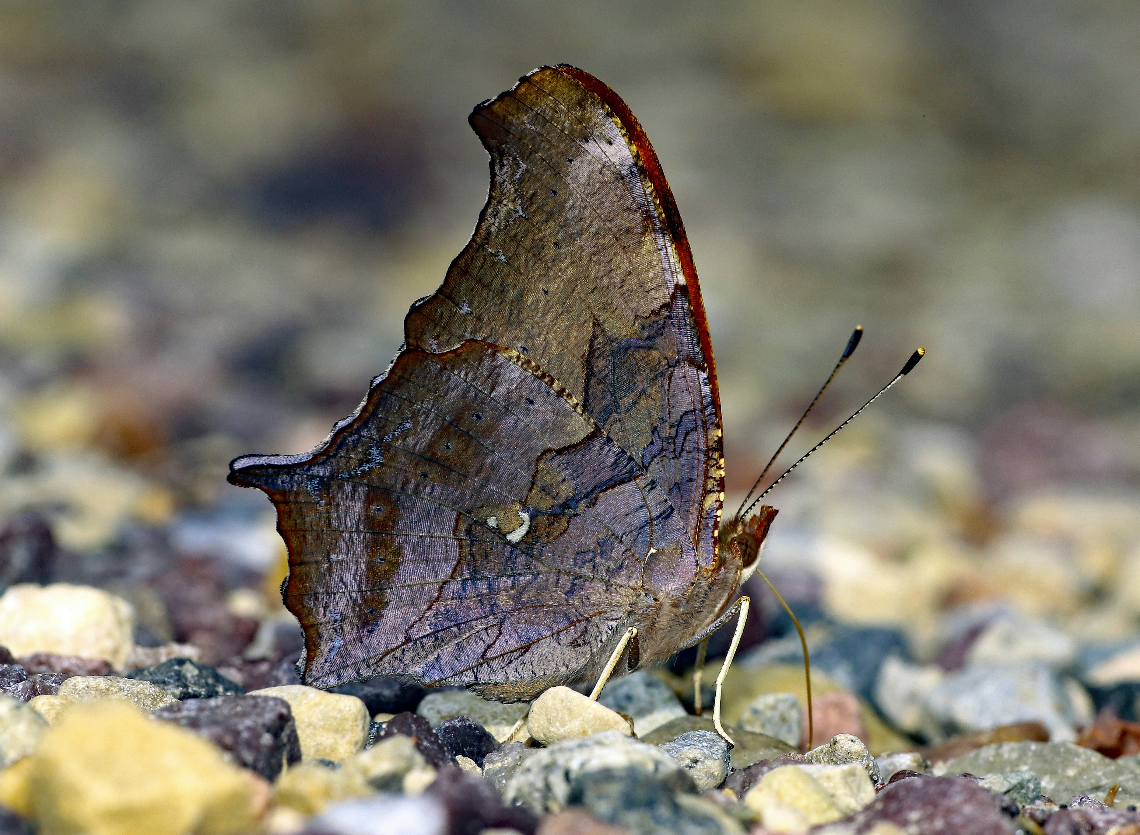 A brown butterfly sitting on top of a pile of rocks