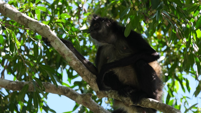 Beyond Chichen Itza - Hidden Mayan Ruins in Mexico A black and white monkey sitting in a tree