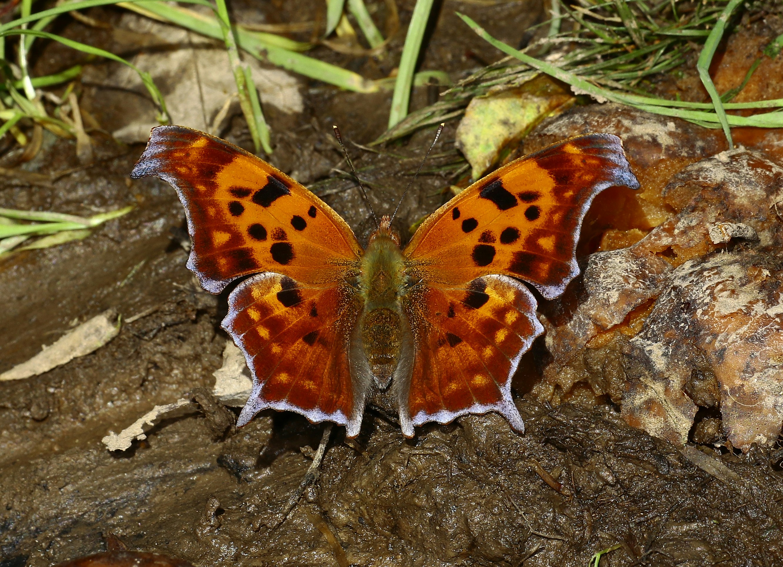 Photo by telliottmbamsc