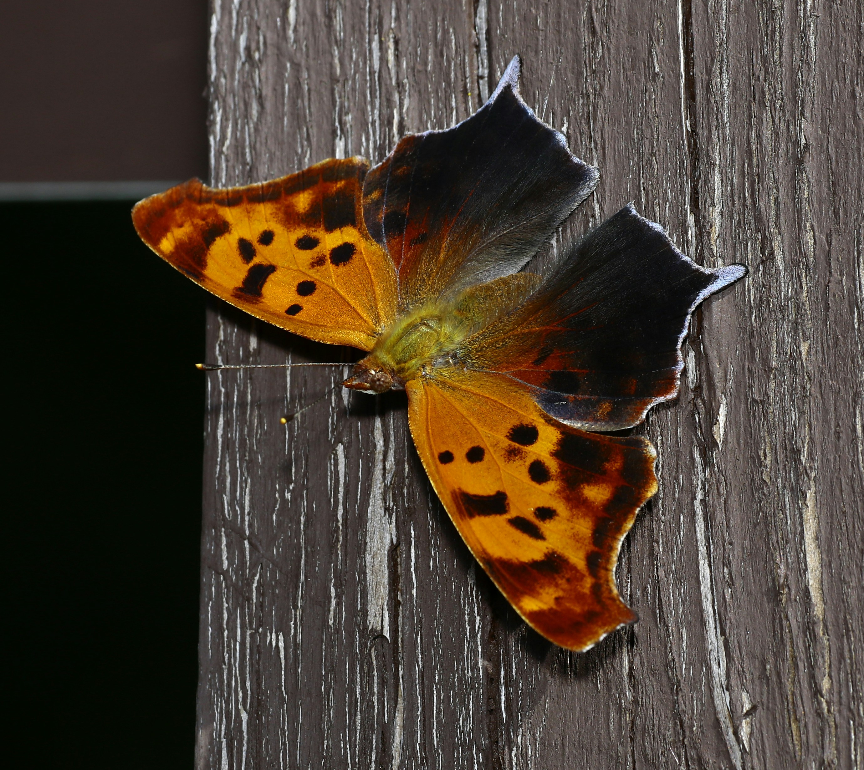 Photo by telliottmbamsc