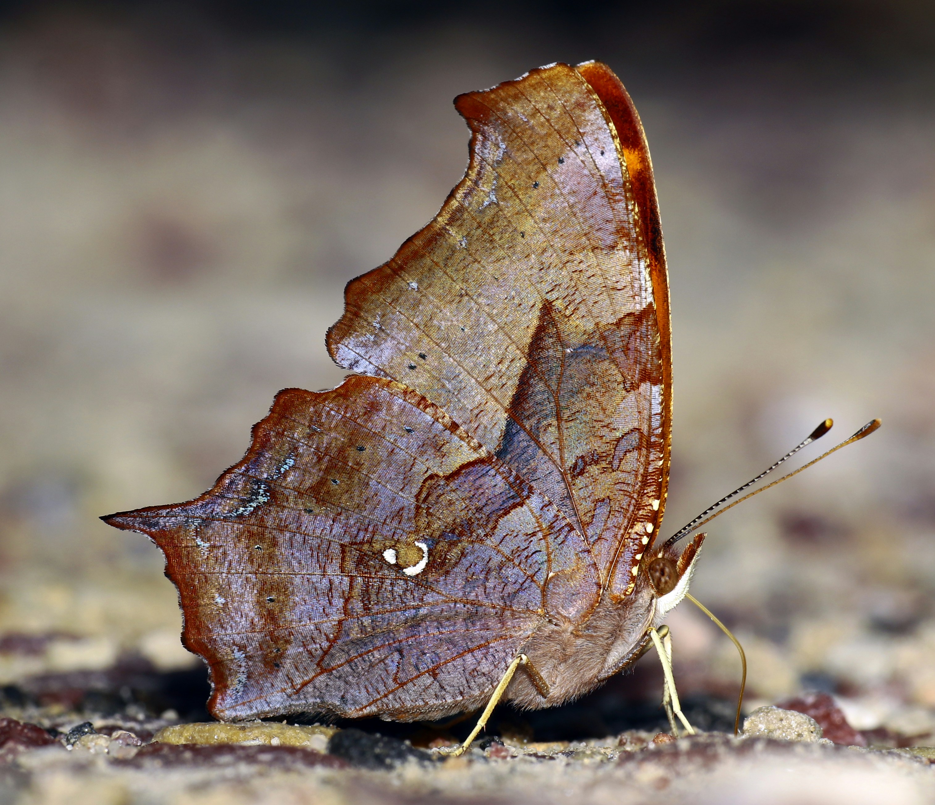 A large brown butterfly sitting on top of a leaf