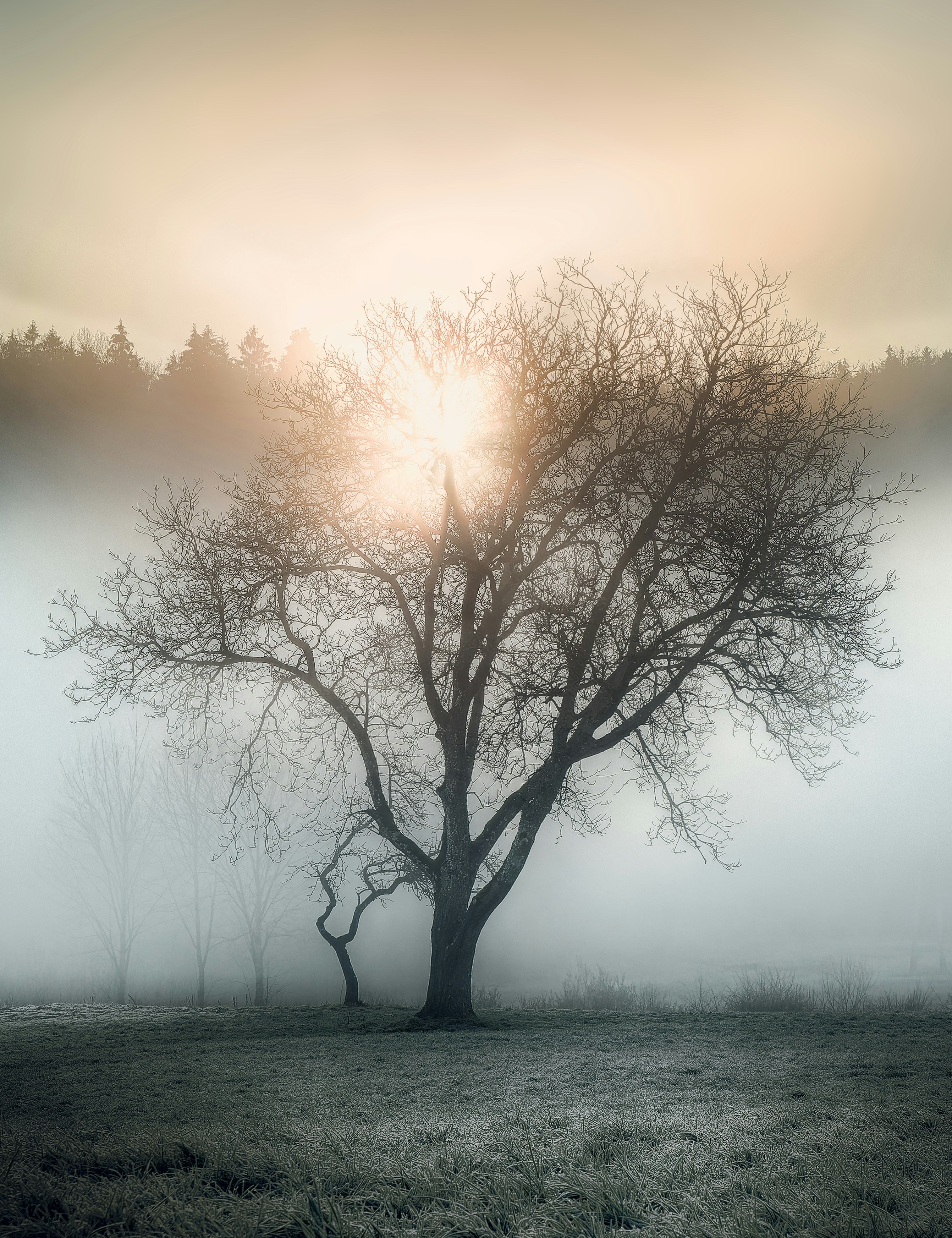 A lone tree in a foggy field
