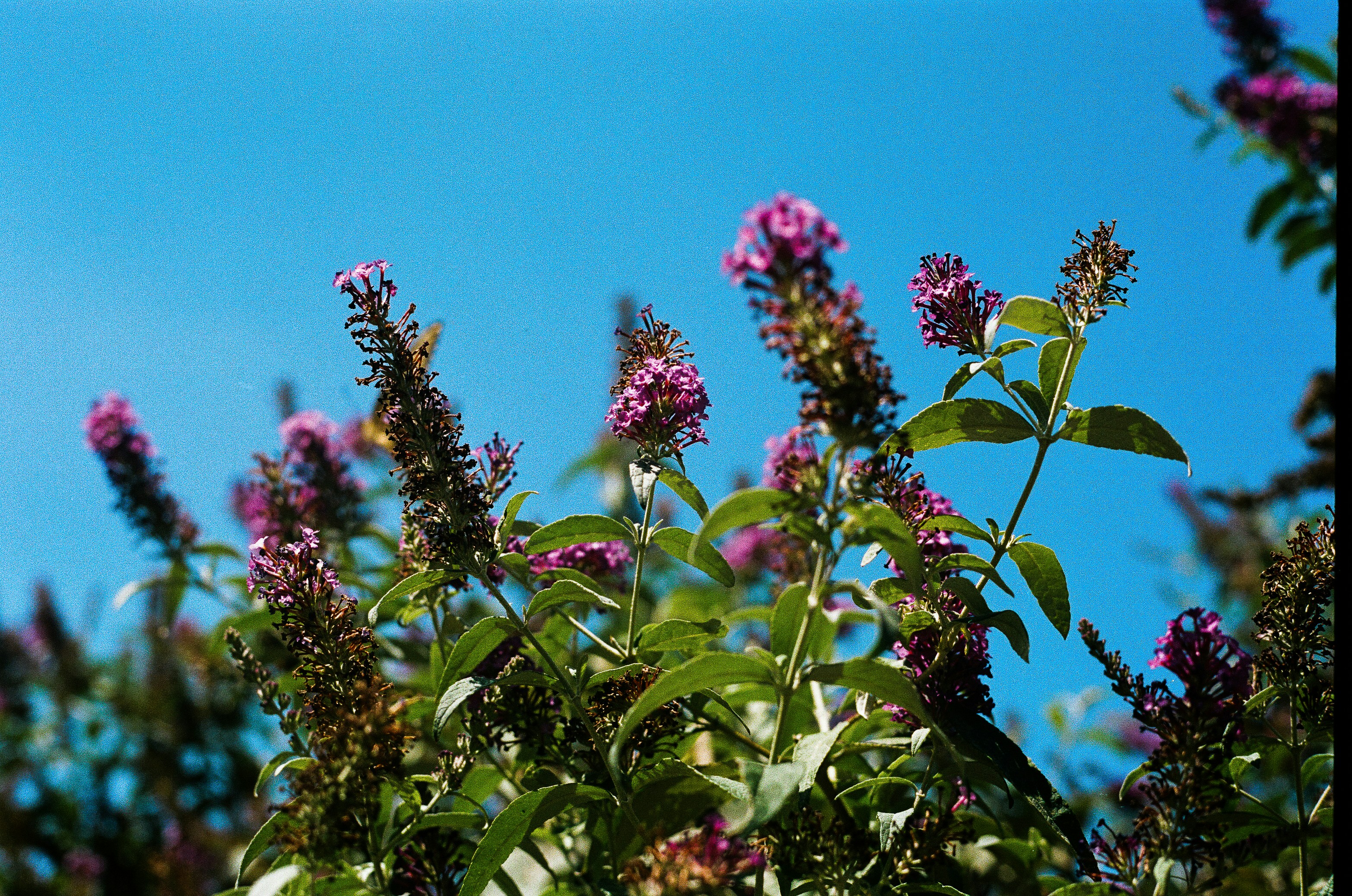 A bunch of purple flowers in a field