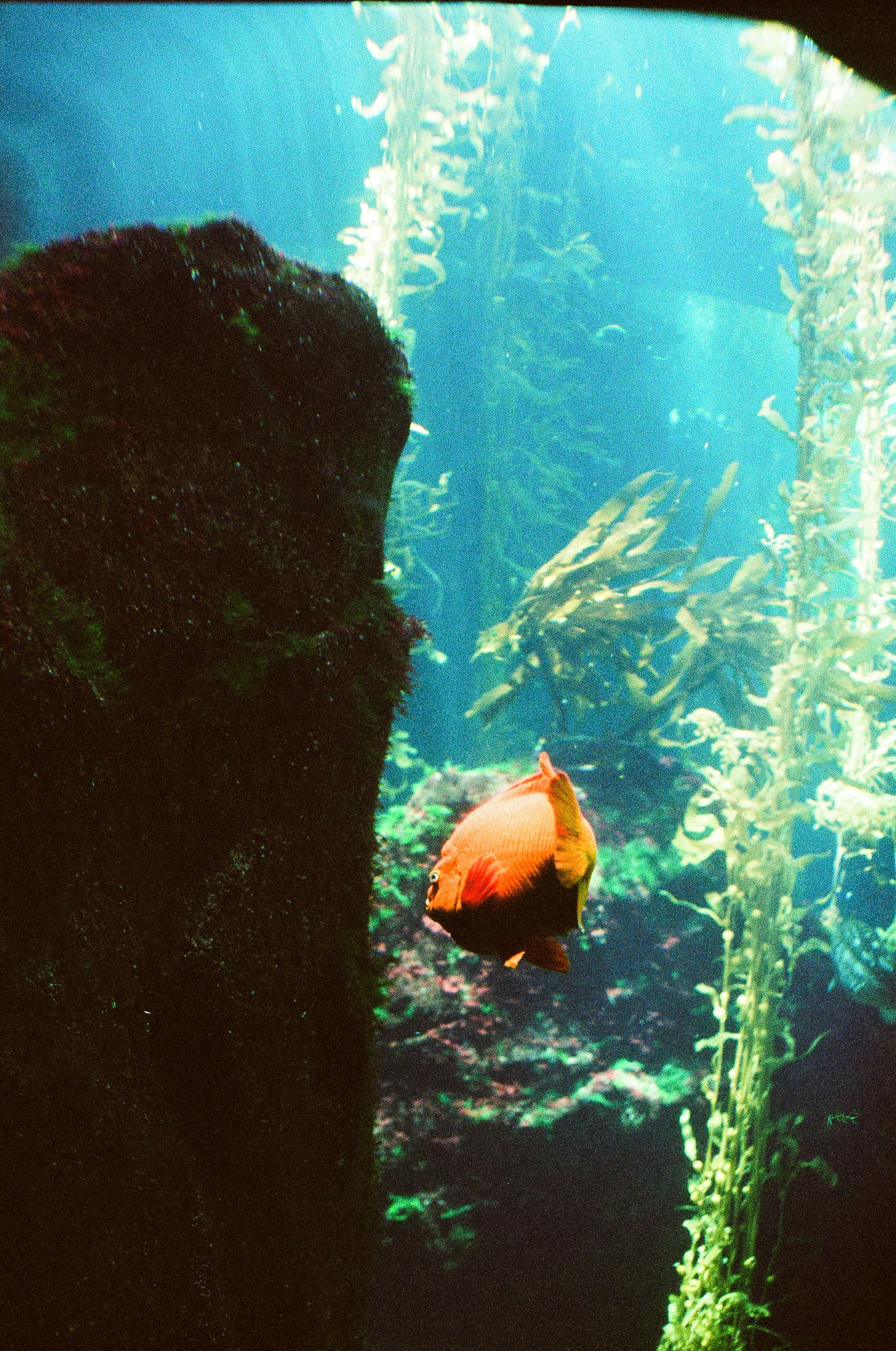 A fish that is swimming in some water