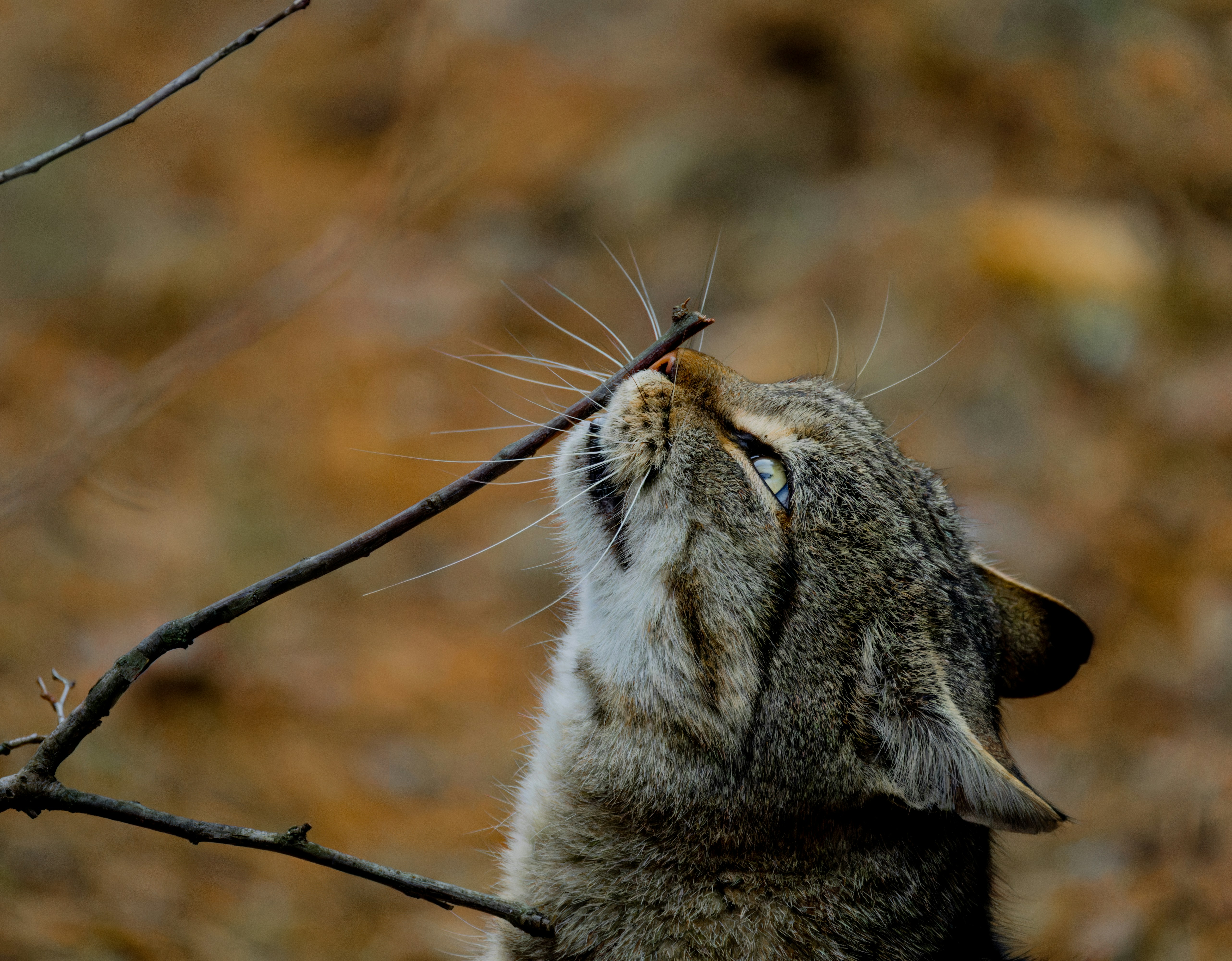 A cat is looking up at a tree branch