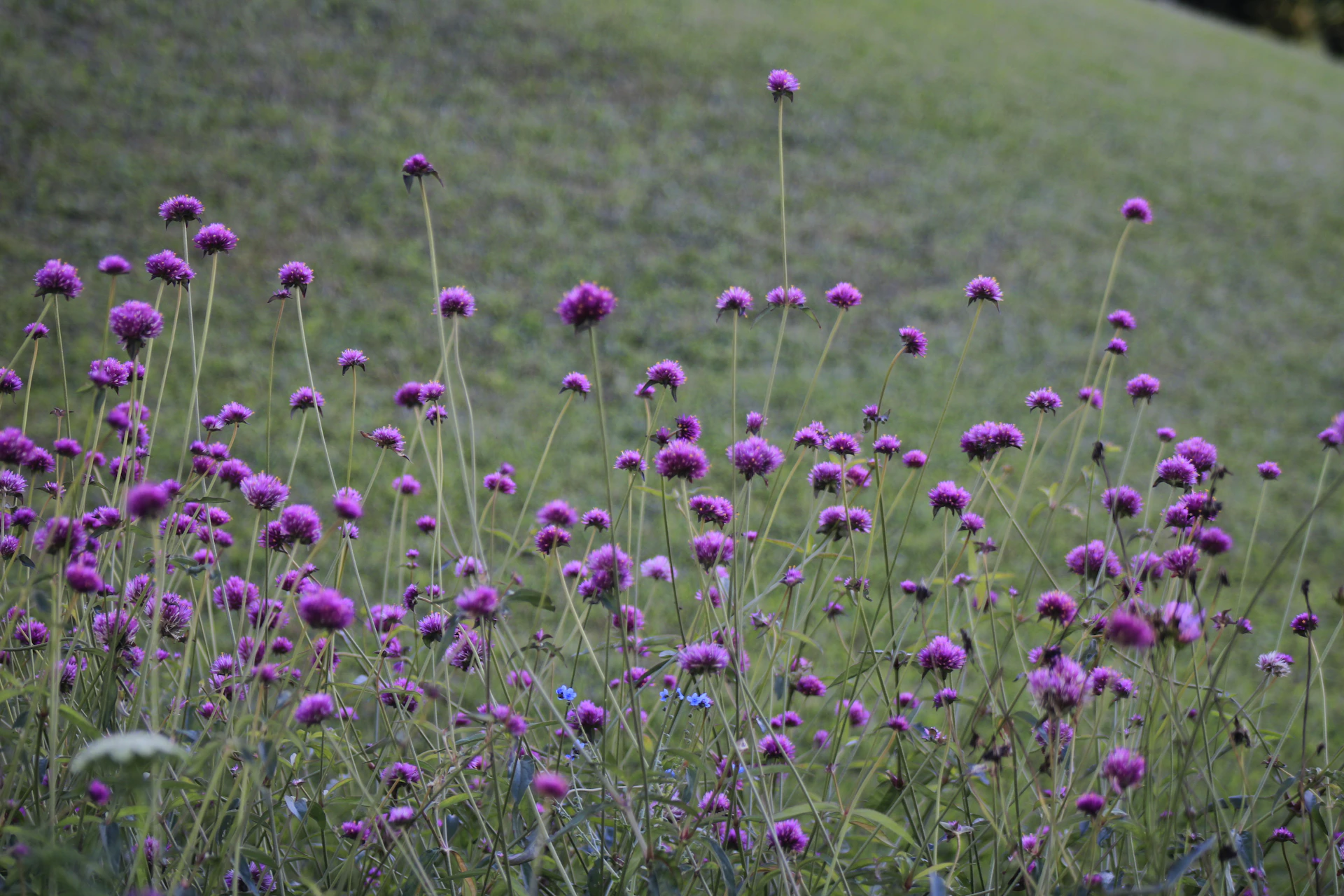 A bunch of purple flowers in a field