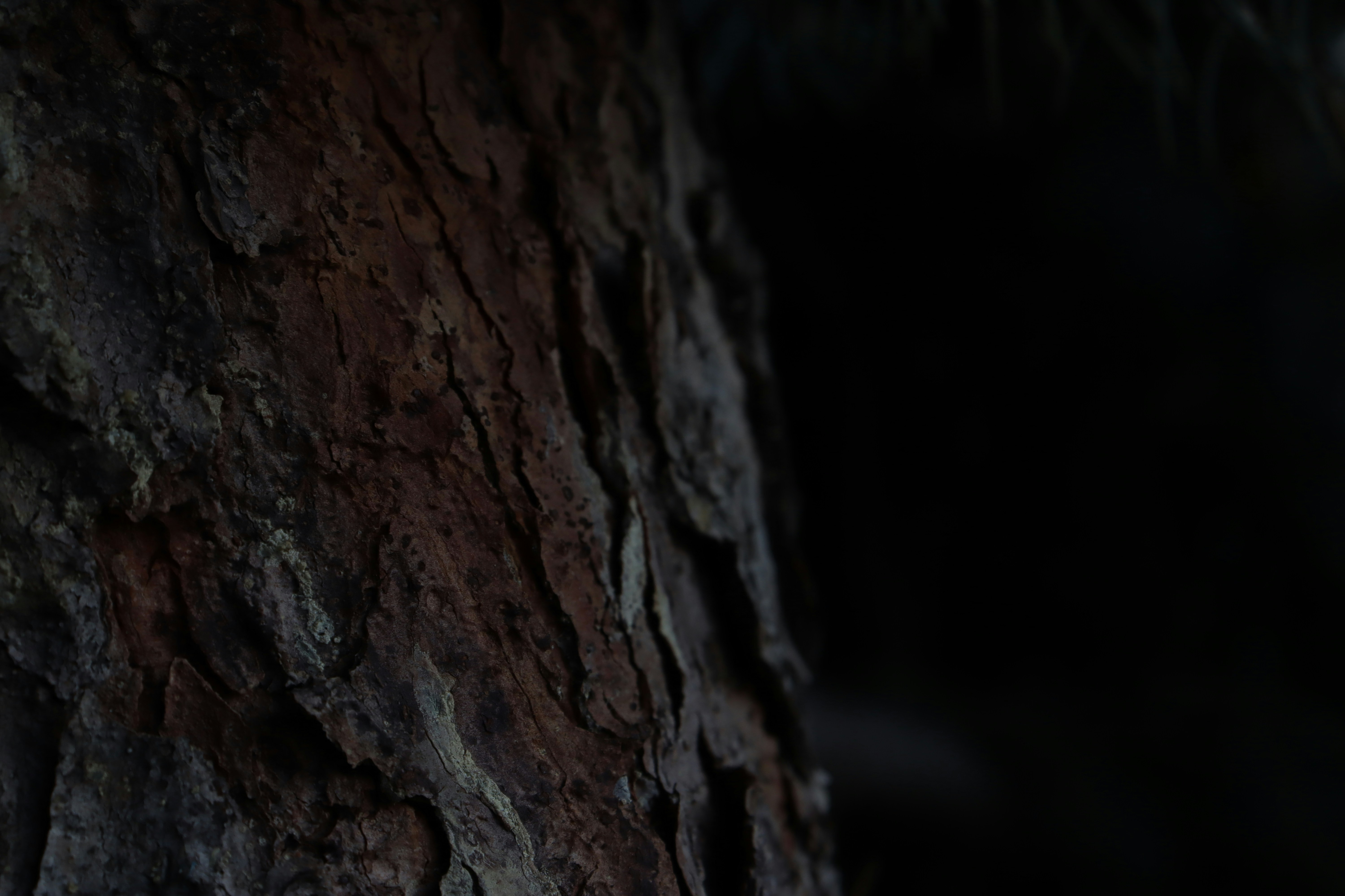 Photo by bored_mongoose