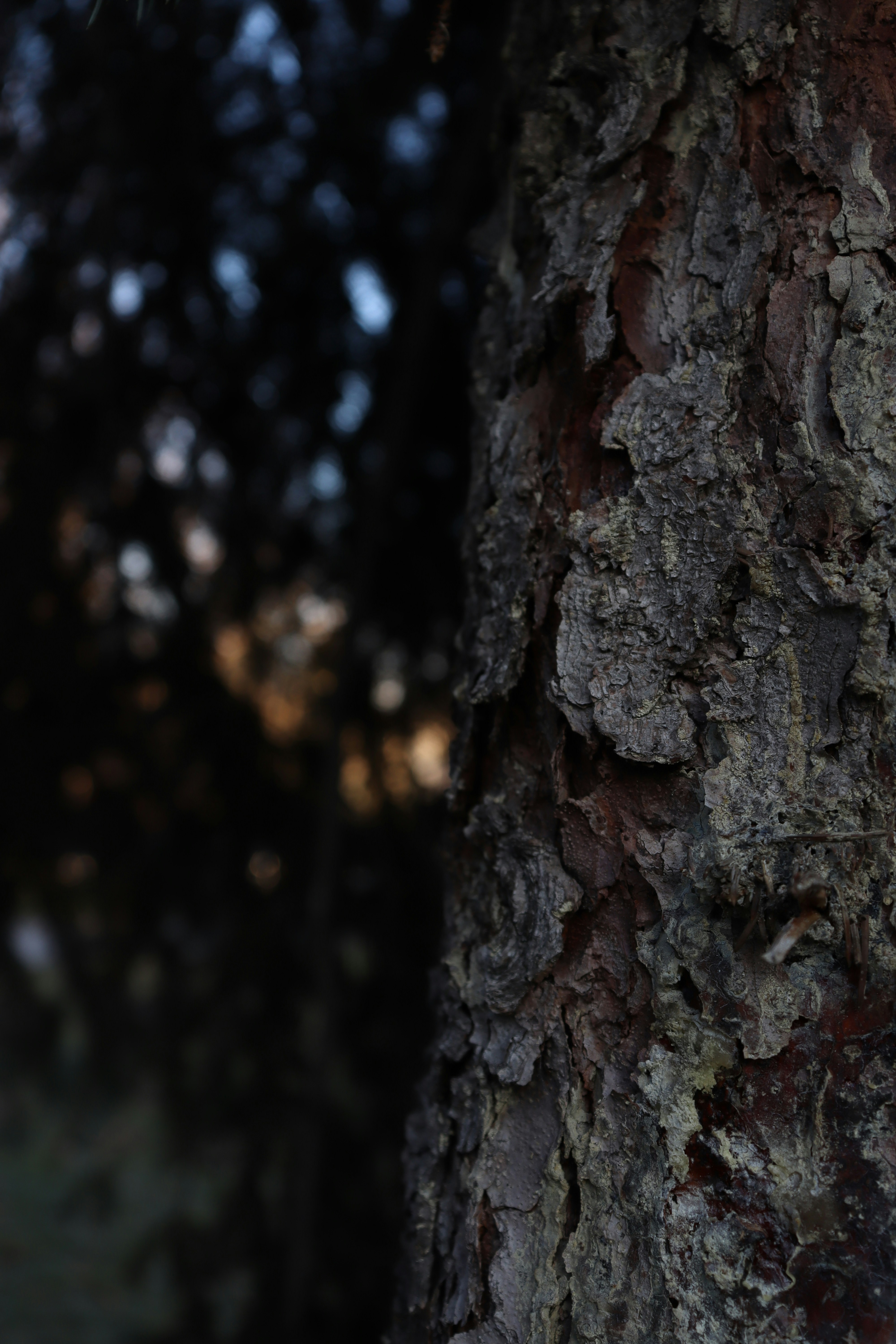 Photo by bored_mongoose