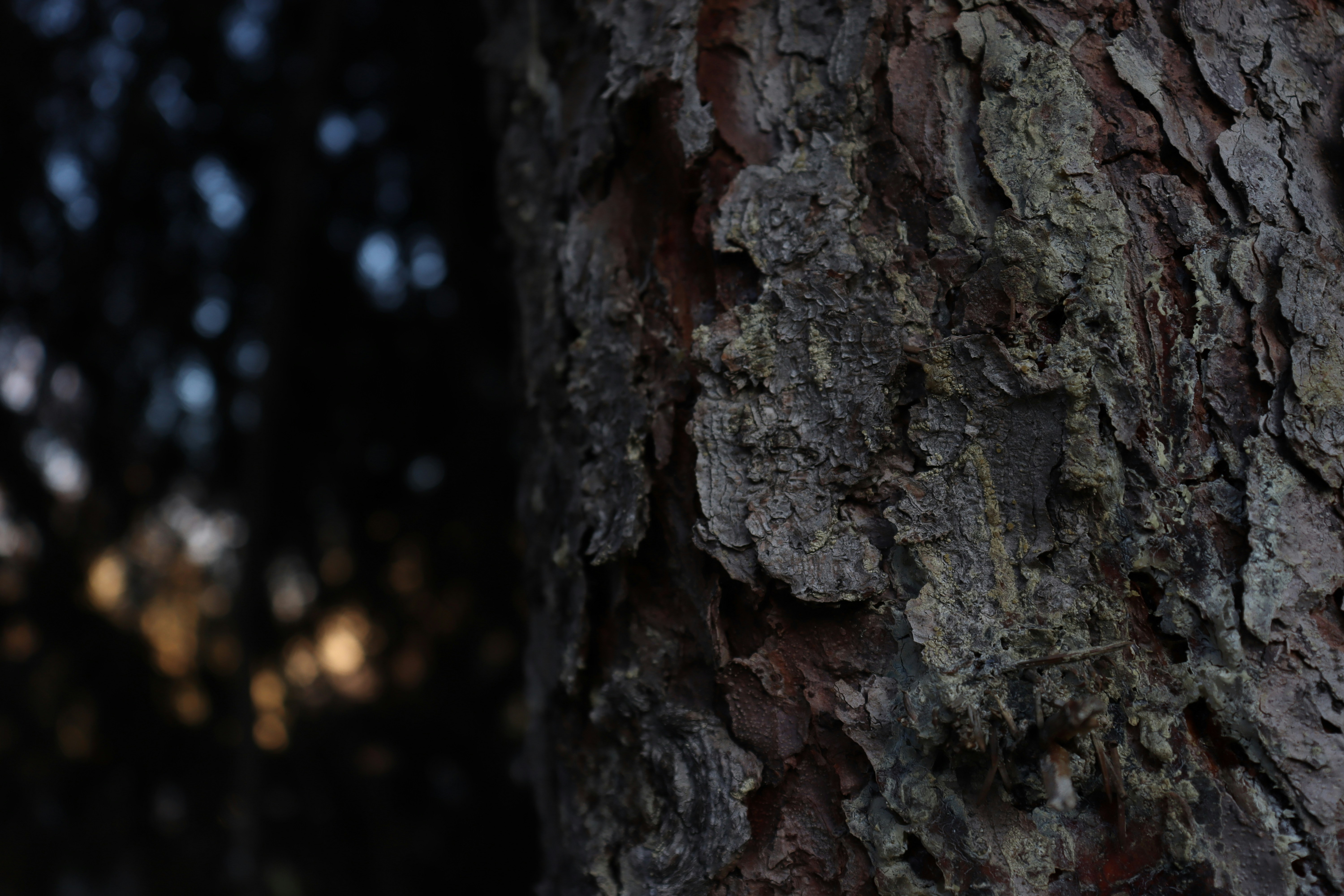 Photo by bored_mongoose