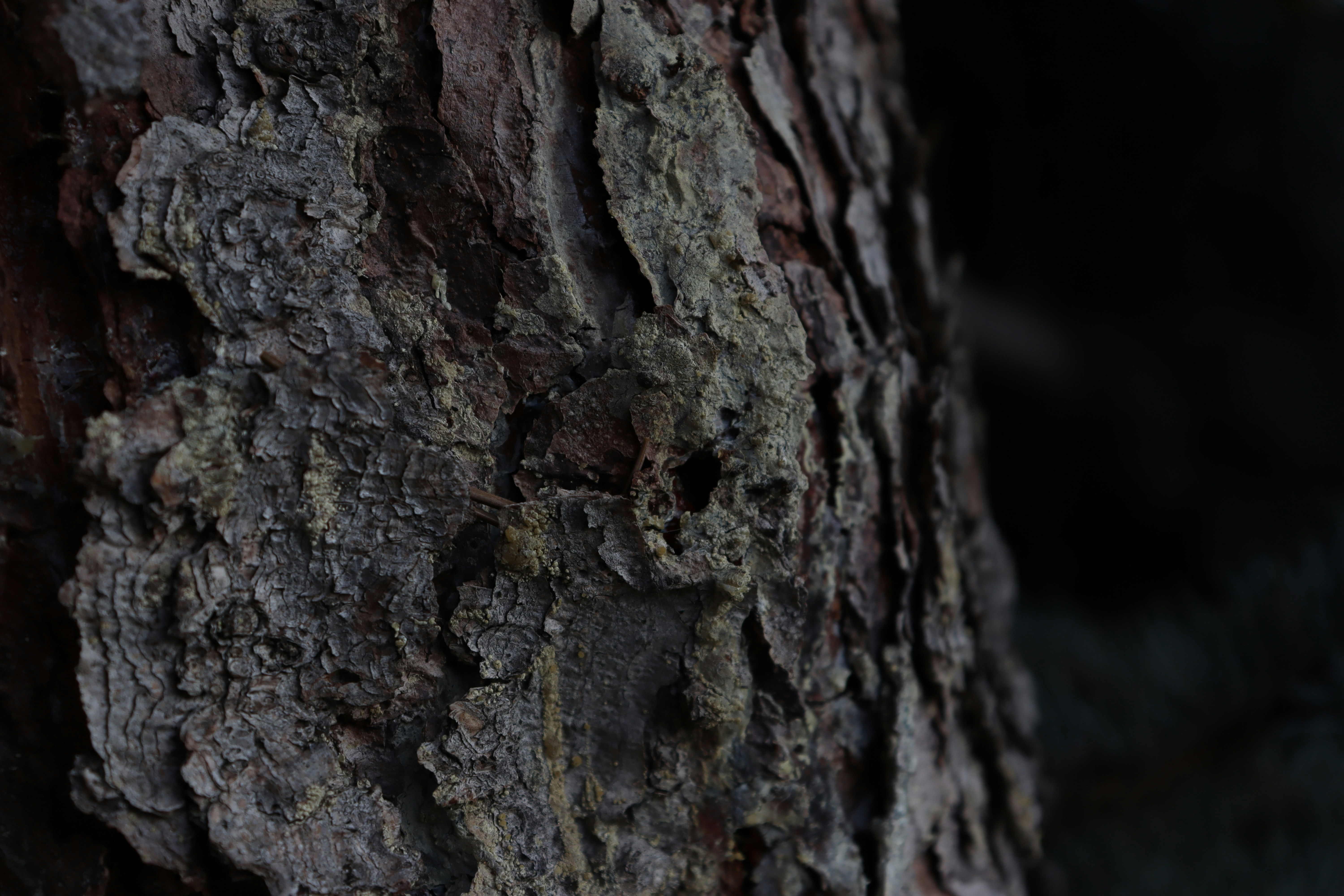 Photo by bored_mongoose