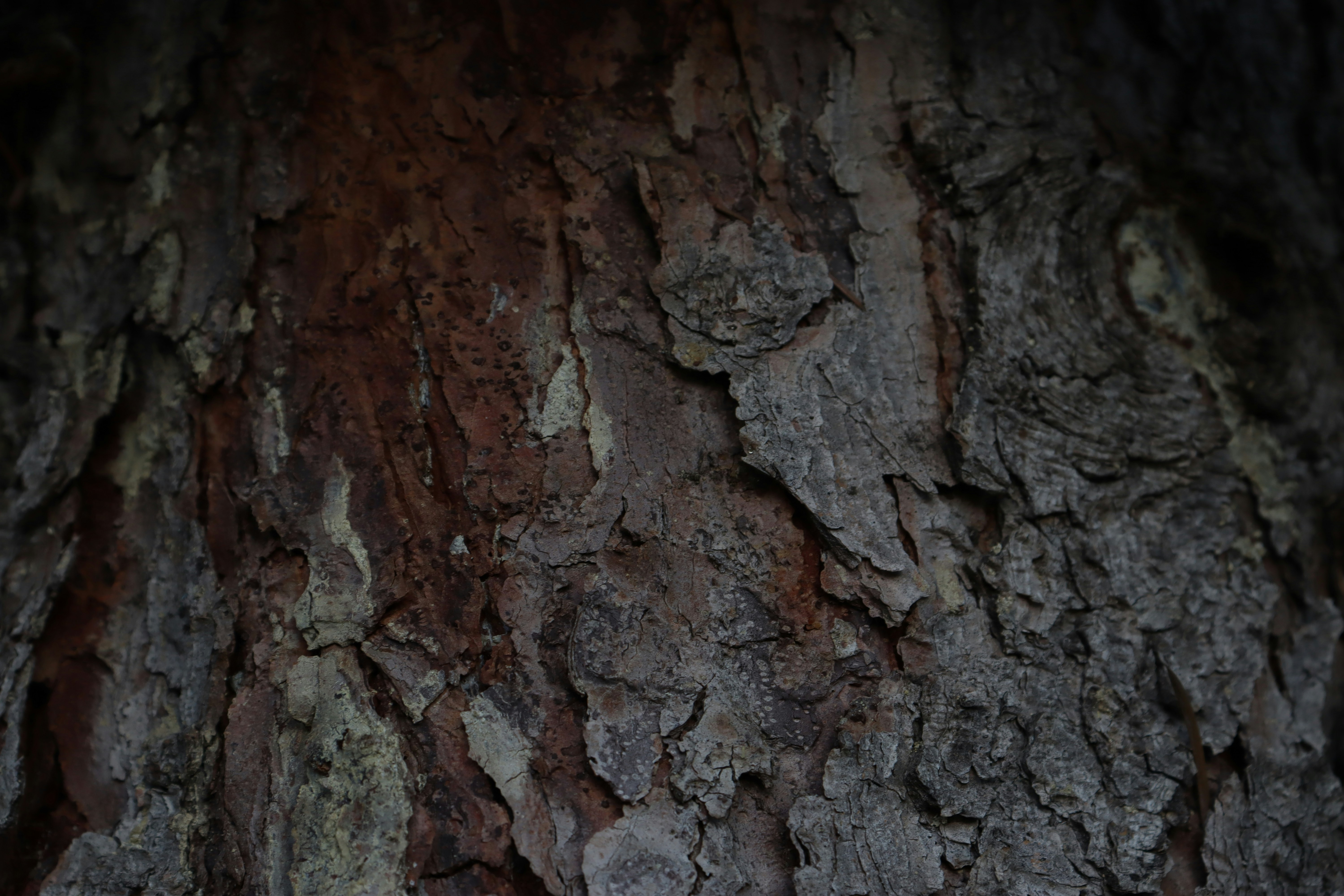 Photo by bored_mongoose