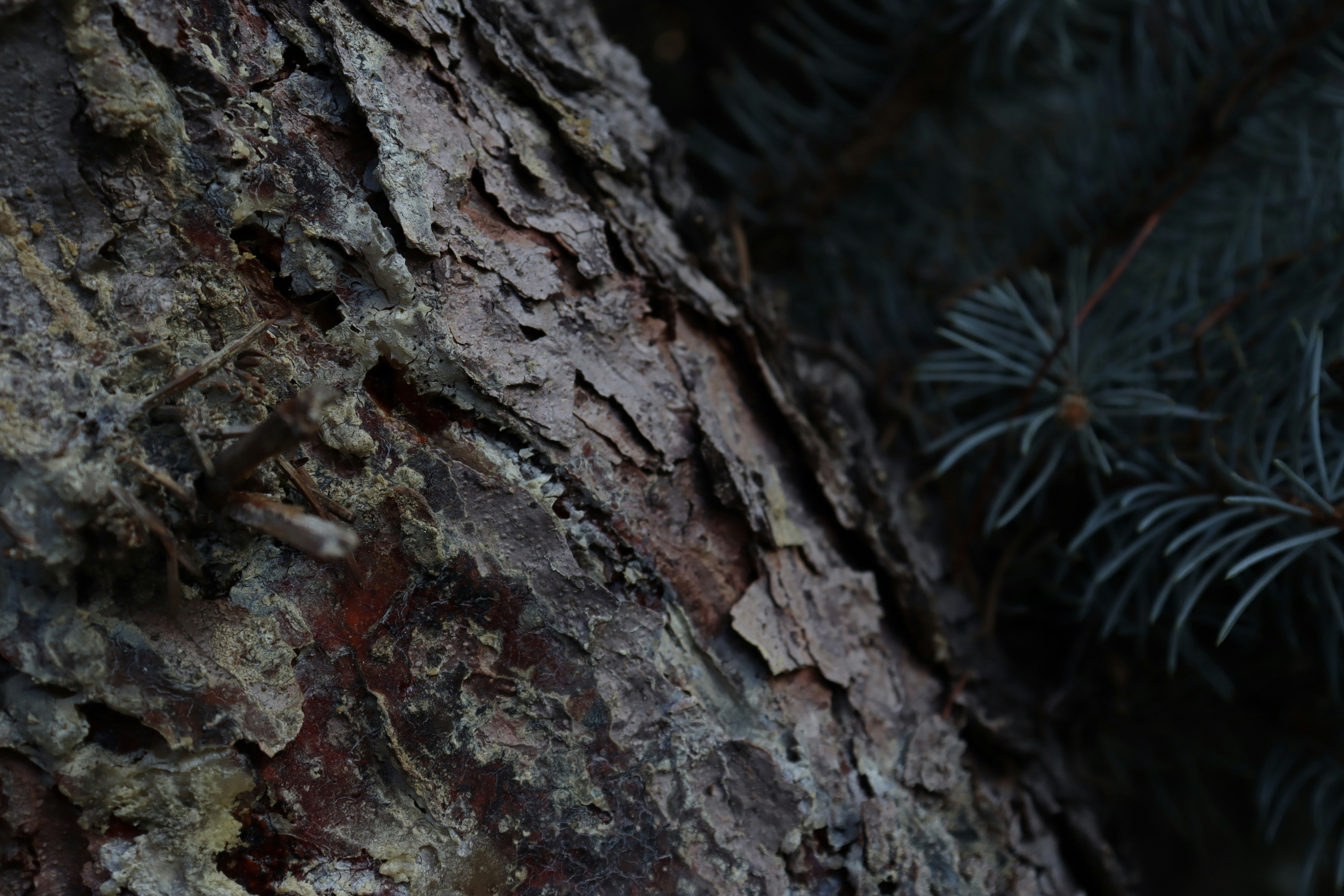 Photo by bored_mongoose