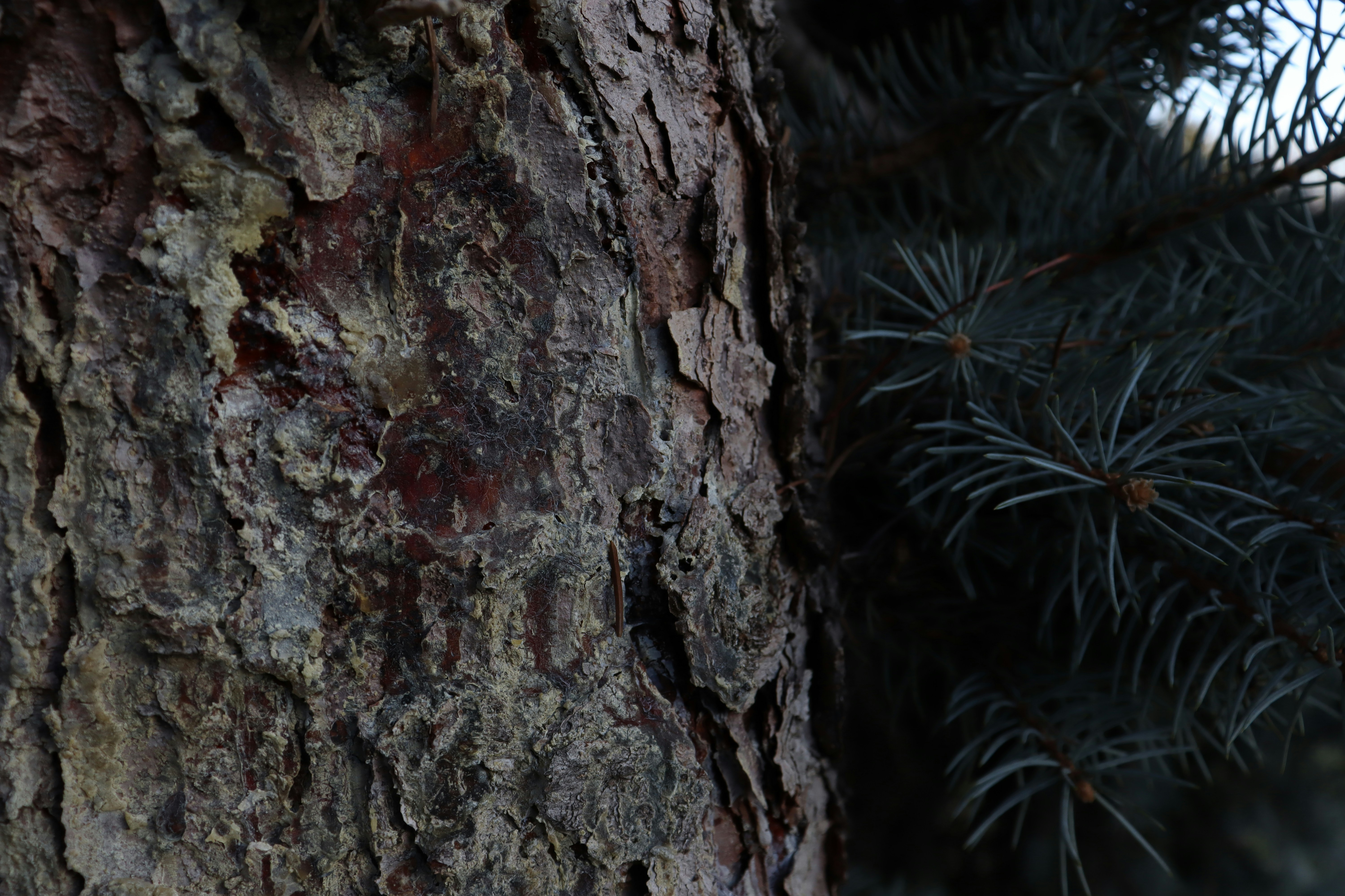 Photo by bored_mongoose