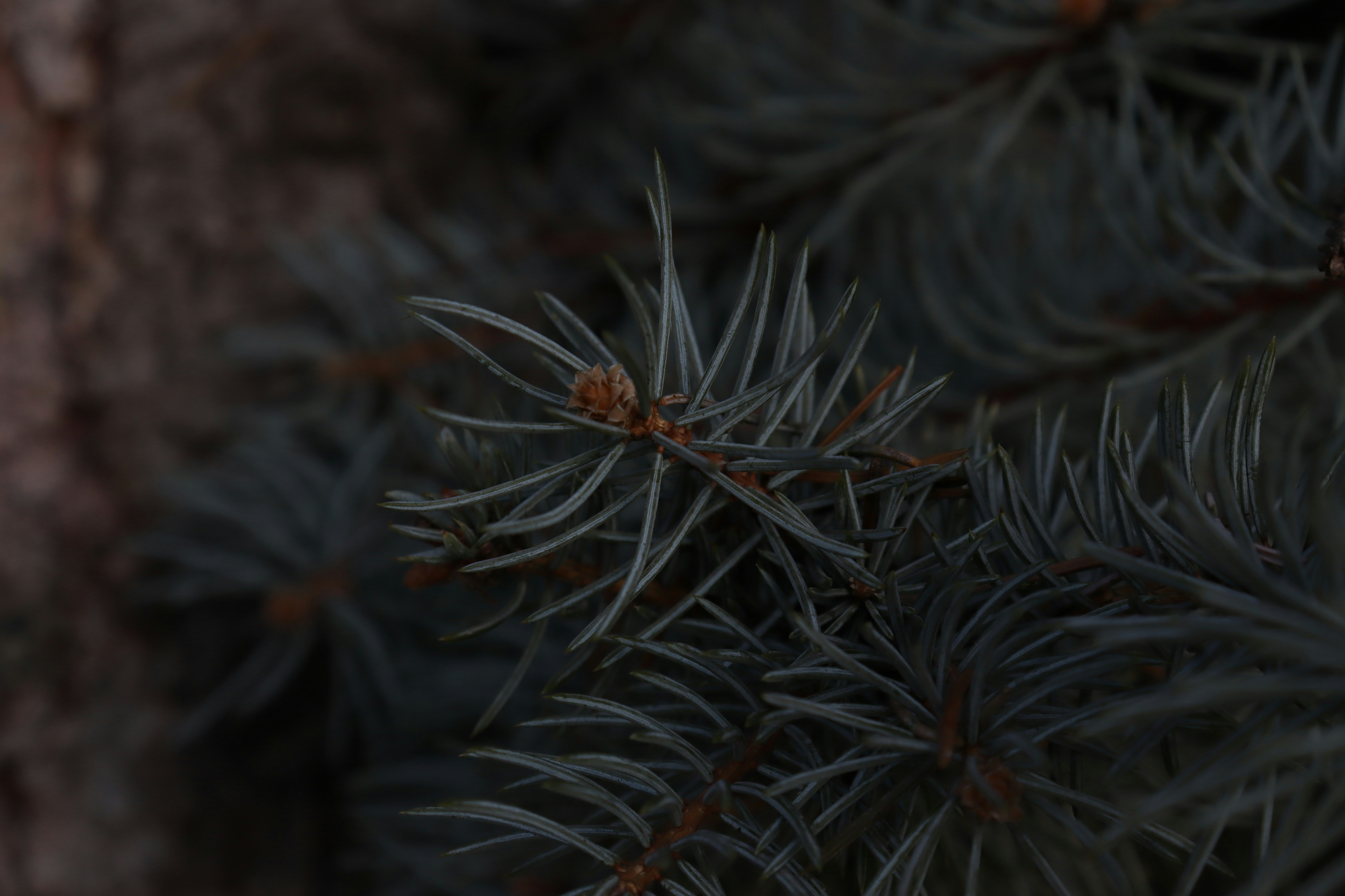 pine needles forest aesthetic, wallpaper, Basket Weaving Crafts: Easy, Cheap Projects Using Pine Needles 5