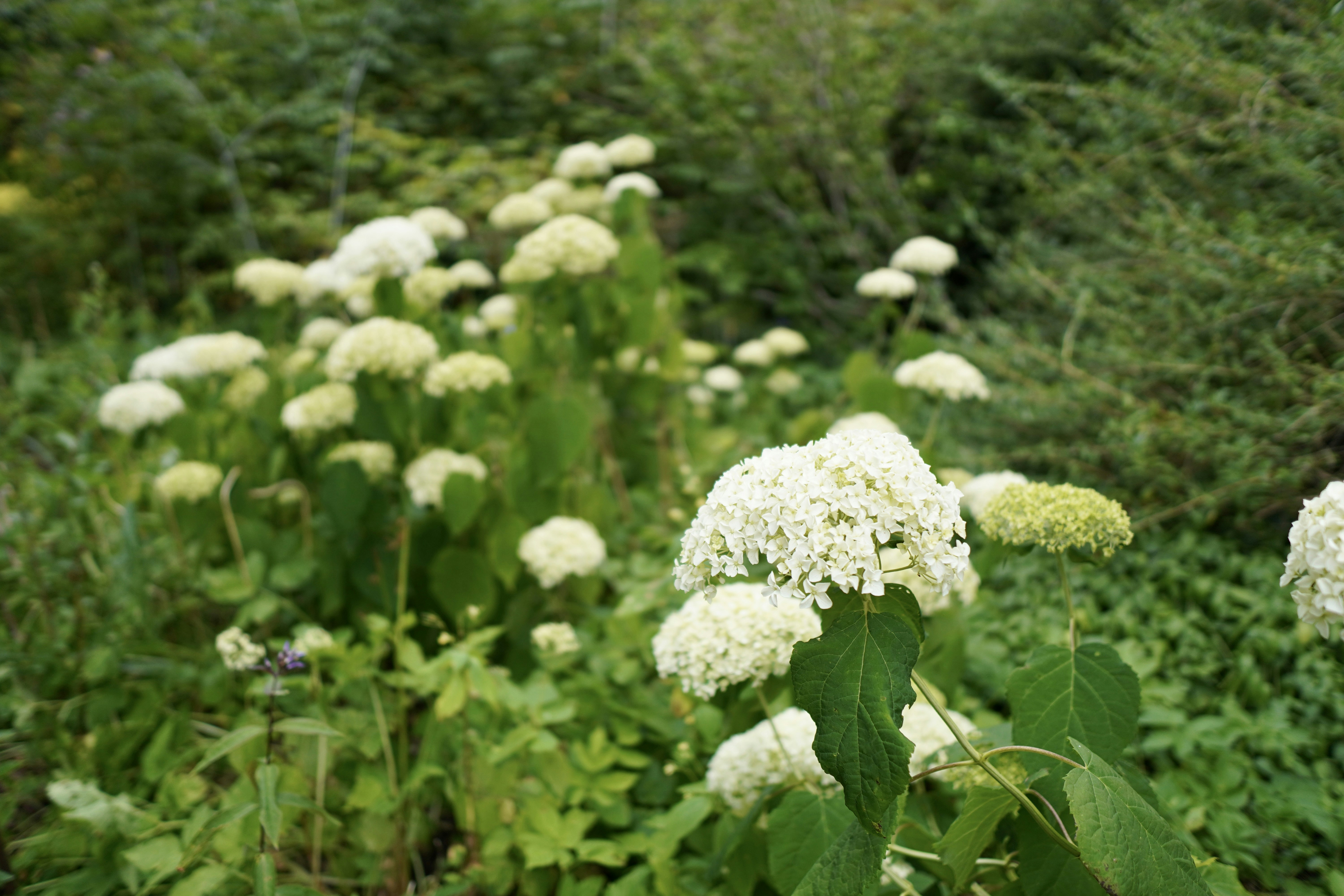 Ein Blumenstrauß, der im Gras liegt
