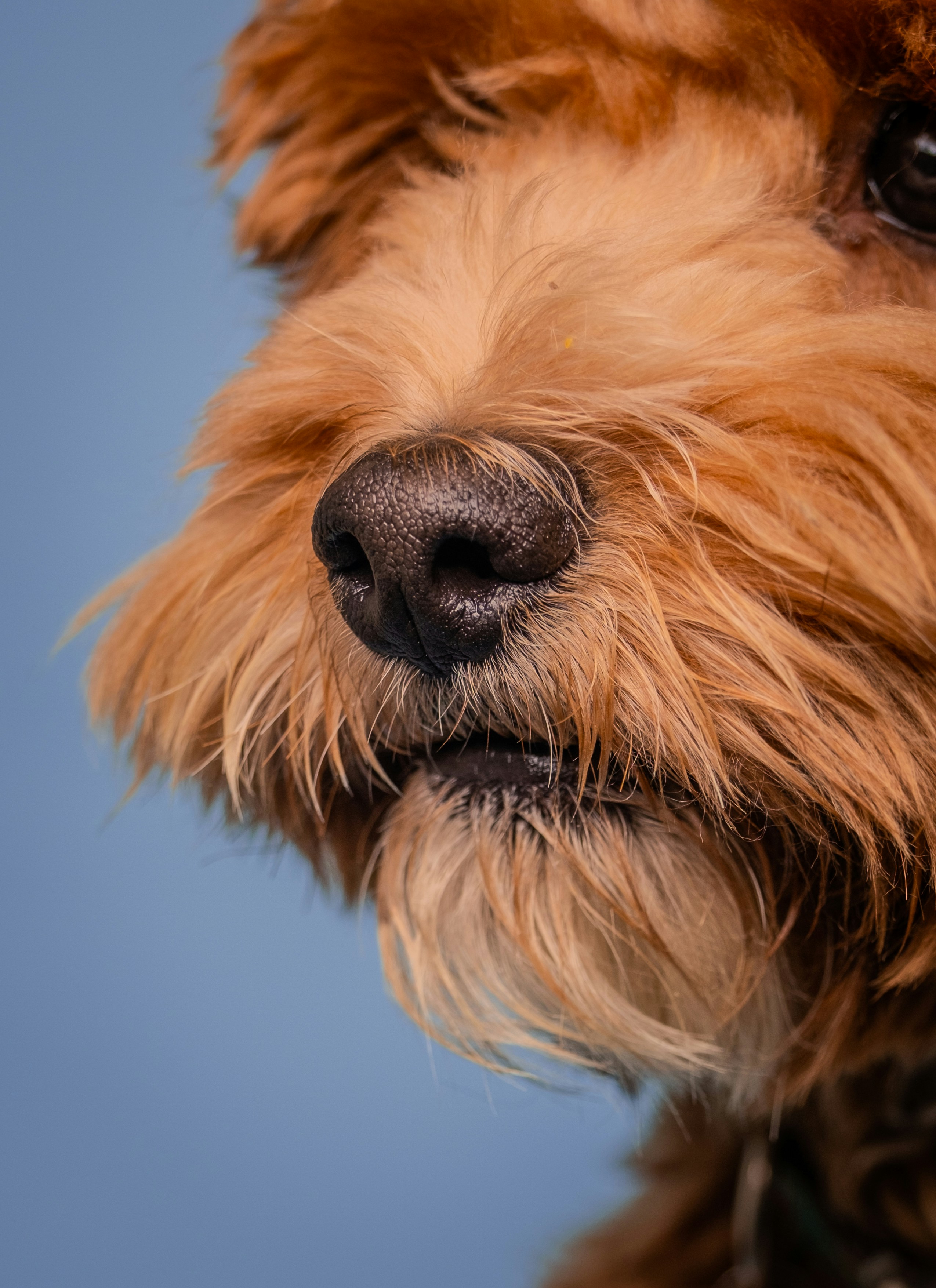 A close up of a dog's face with a blue background